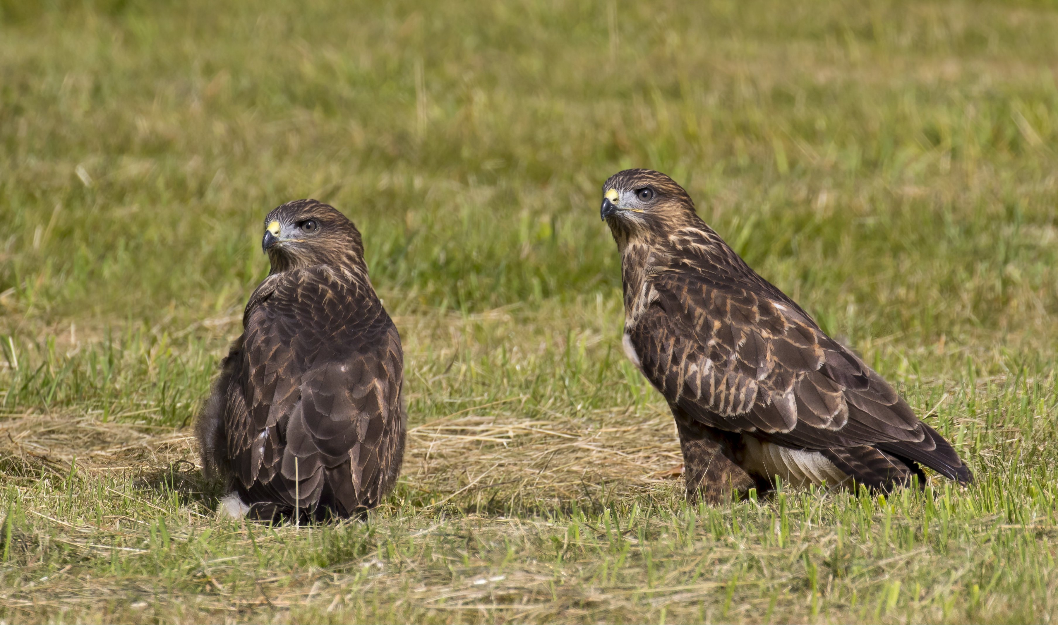 Ölyvök egy réten.