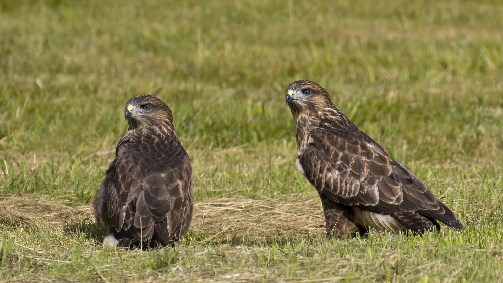 Bussarde auf einer Wiese.