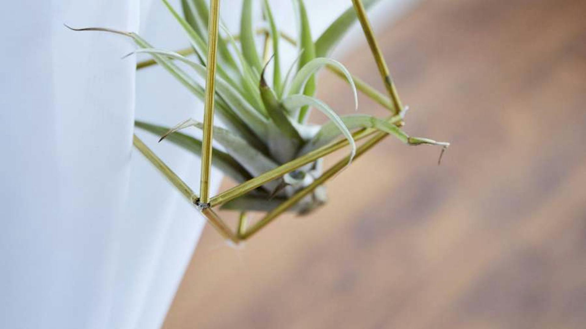 Vor einem hellen Hintergrund hängt ein Messingprisma, in dem sich eine Pflanze befindet.