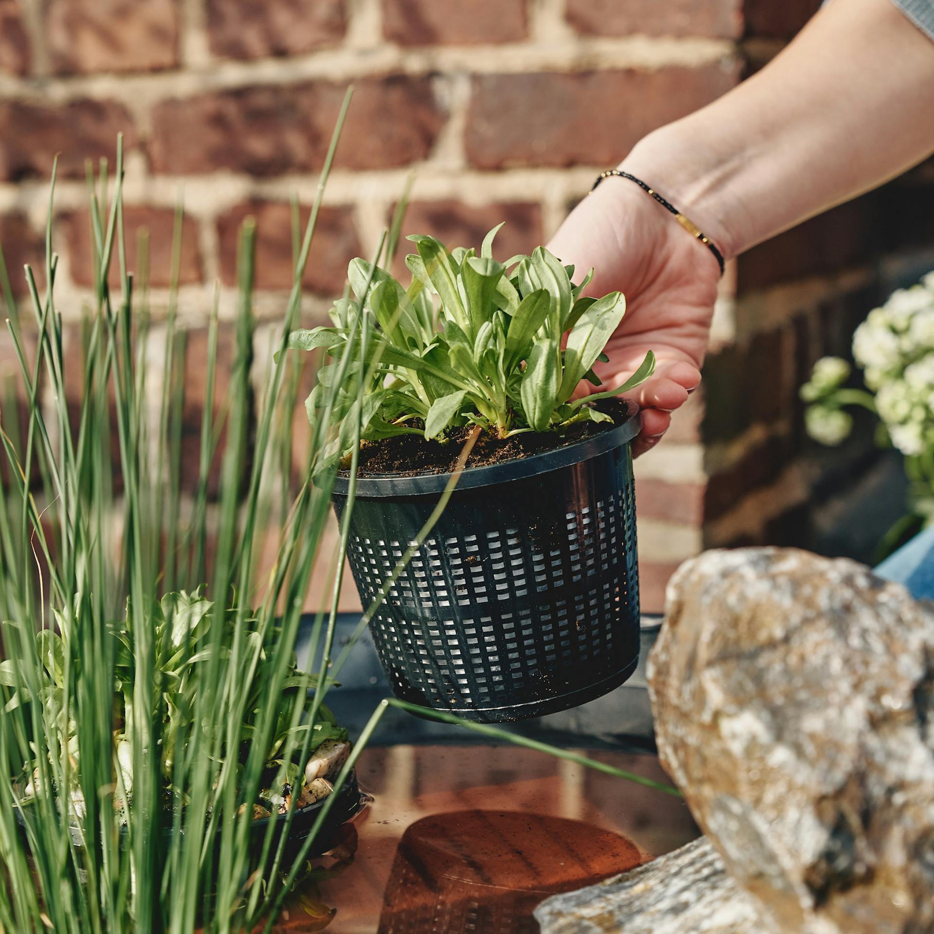Pflanzen werden in den Miniteich gesetzt