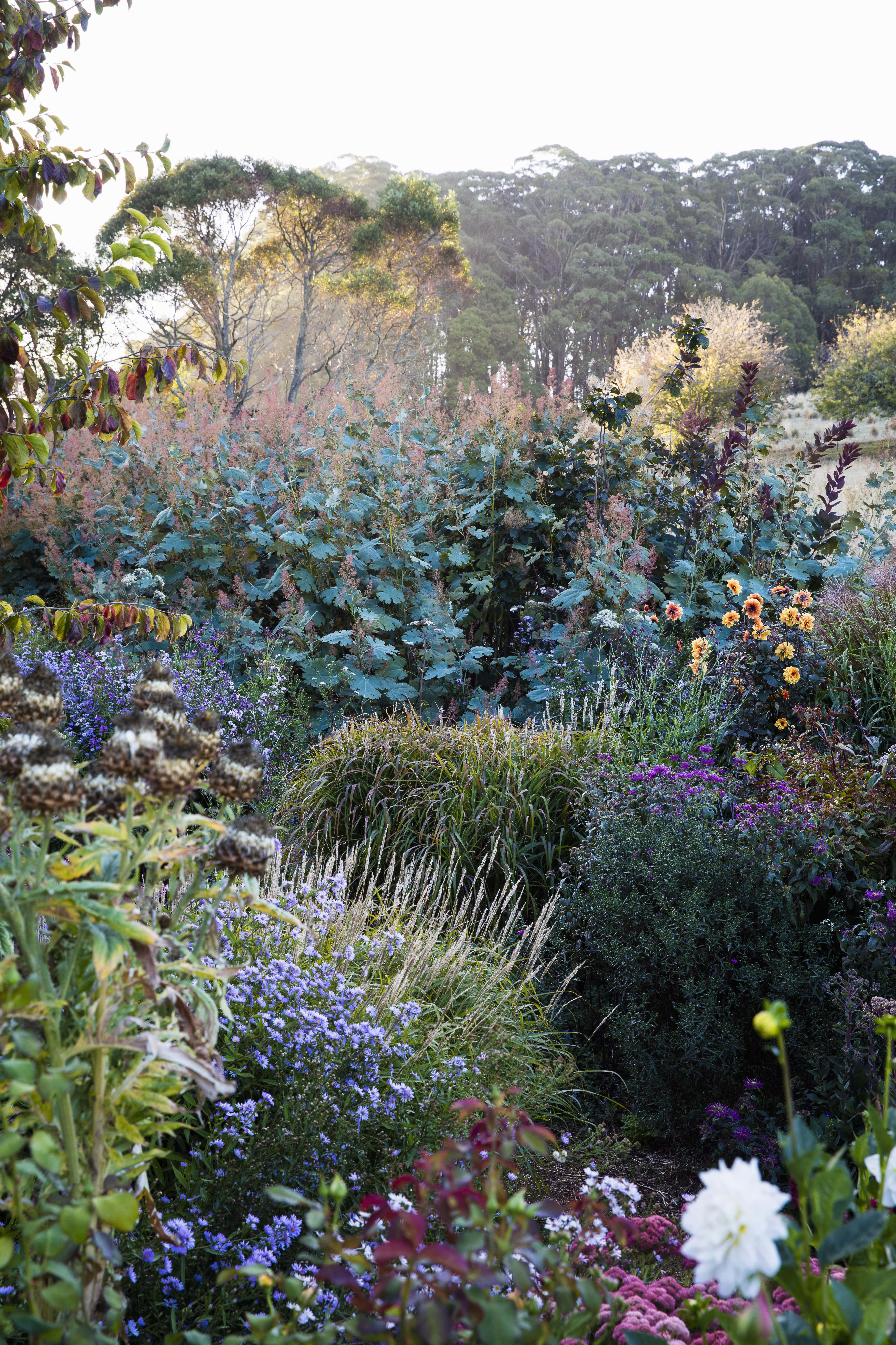 Un giardino con numerose piante dai fiori colorati.