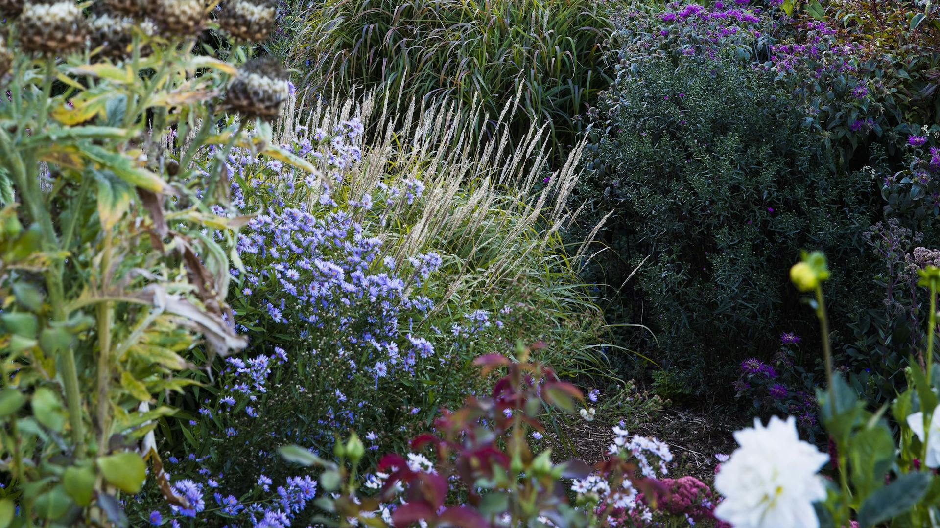 Un giardino con numerose piante dai fiori colorati.