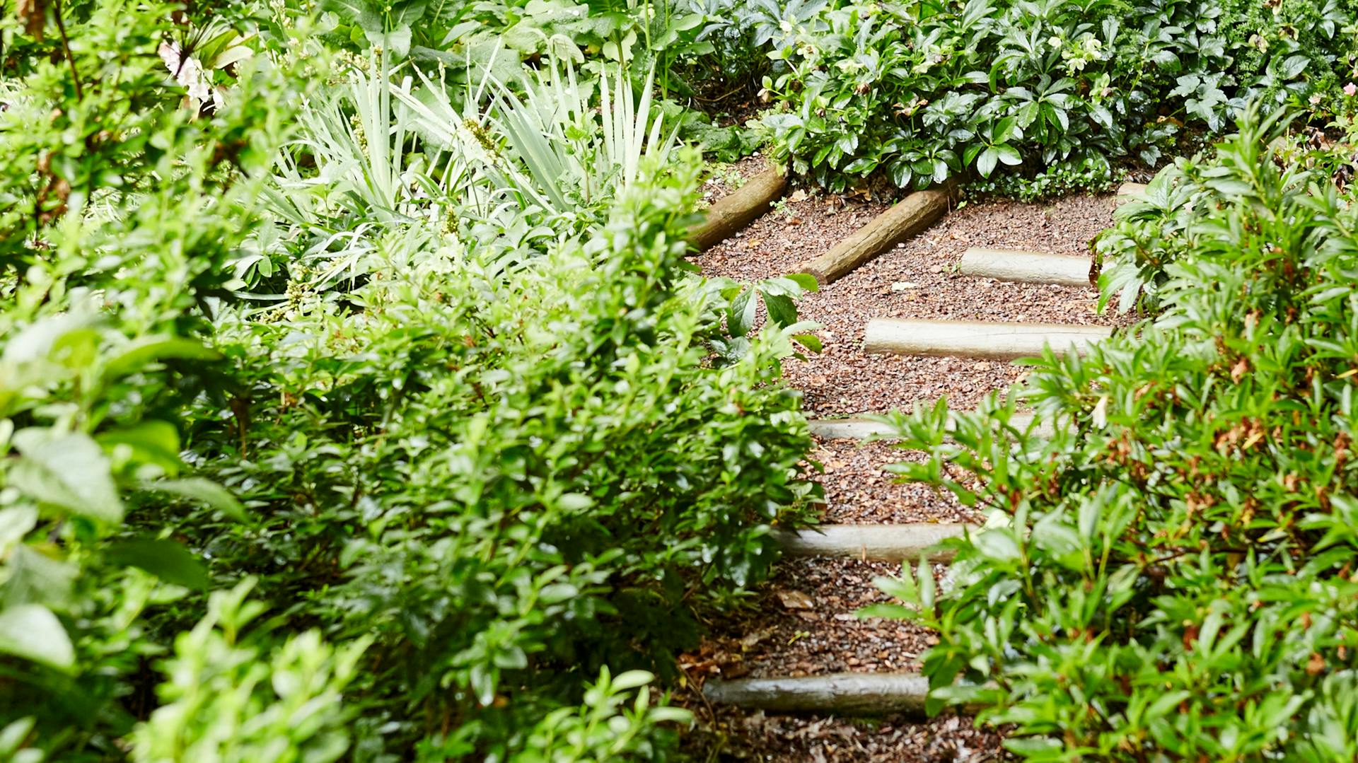 Sentiero naturale con pacciame di corteccia in giardino.