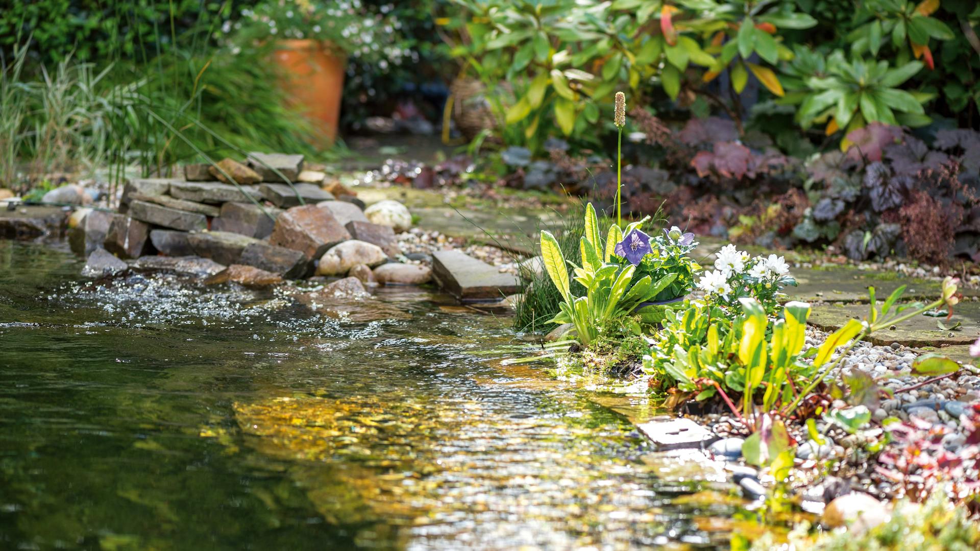Teich mit altem Baumstamm in naturnahem Garten
