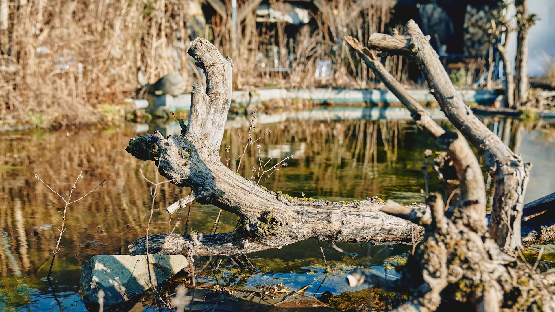 Naturnaher Garten mit Baumstamm an Teich