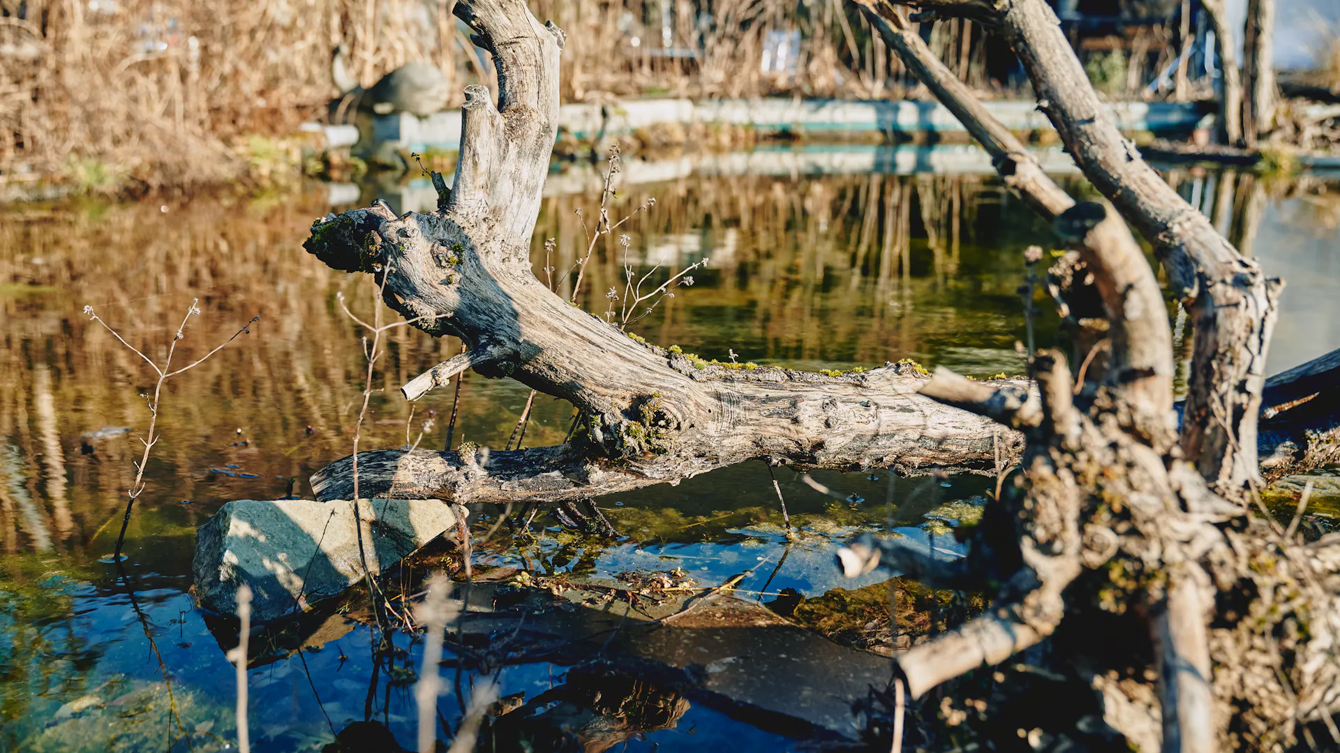 Naturnaher Garten mit Baumstamm an Teich
