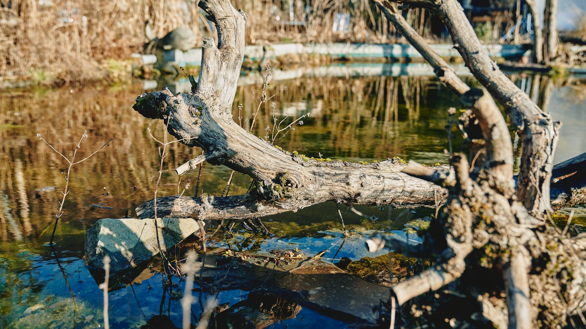 Jezero se starými kořeny stromu v přírodní zahradě