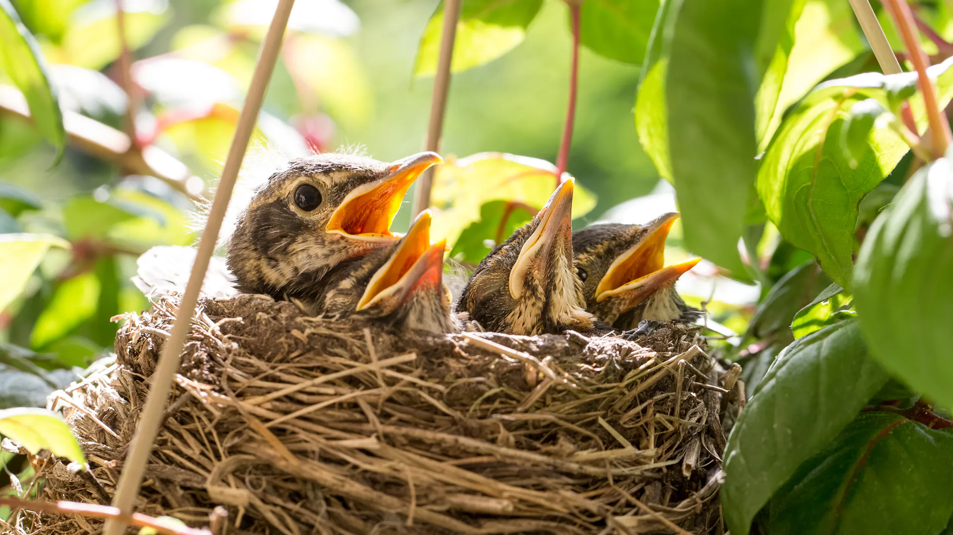 Nisthilfe für Rotkehlchen mit Jungvögeln