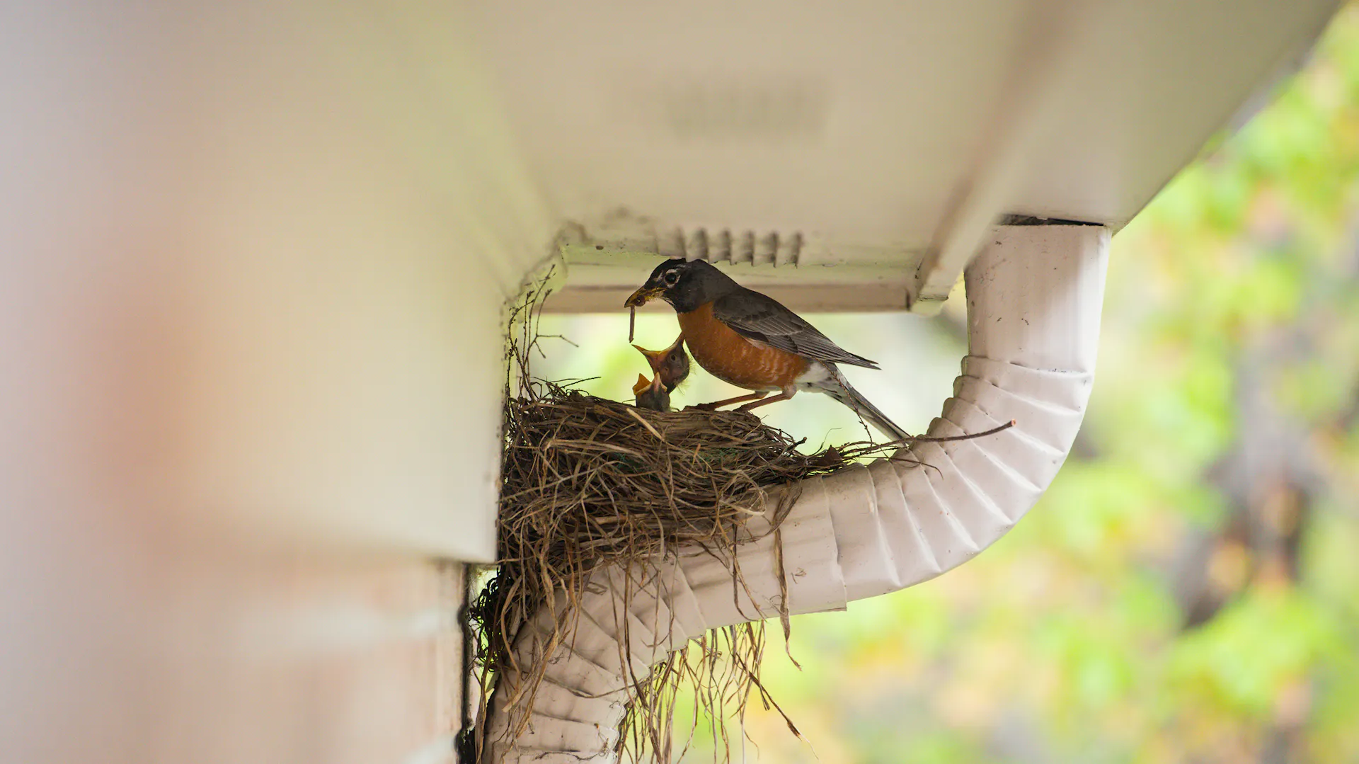 Nest eines Rotkehlchens