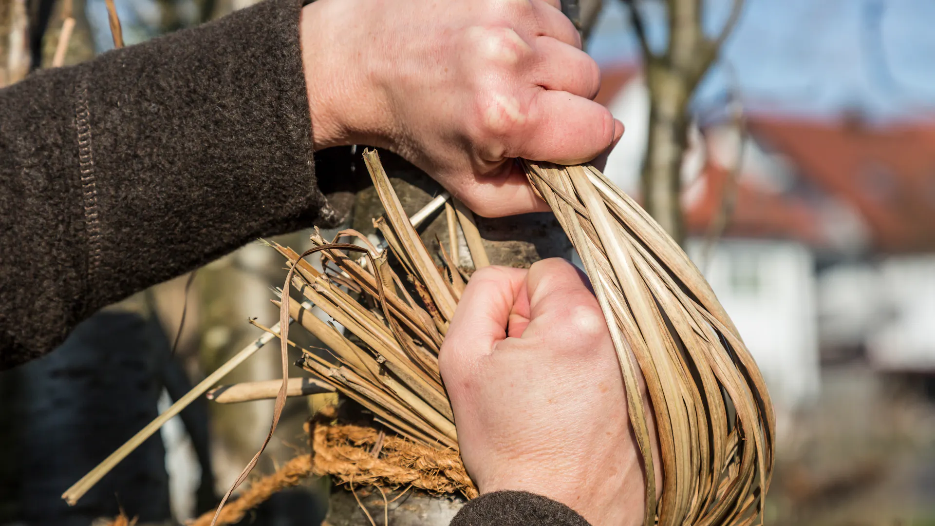 Jemand bindet Gräser zu Nisthilfe für Rotkehlchen.
