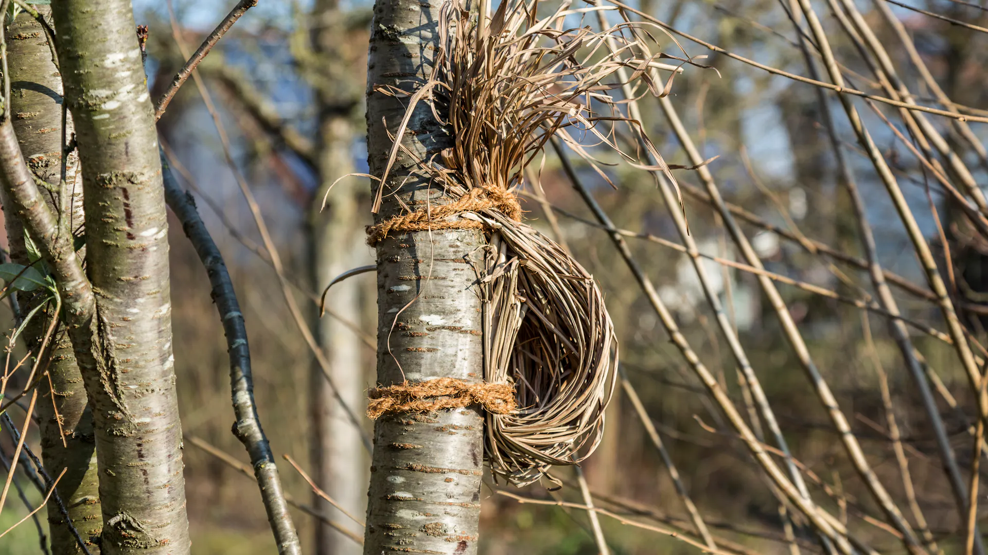 Nisthilfe an einem Baum