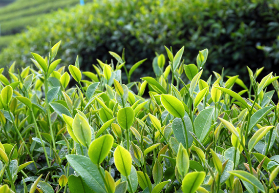 Piante nel giardino naturale