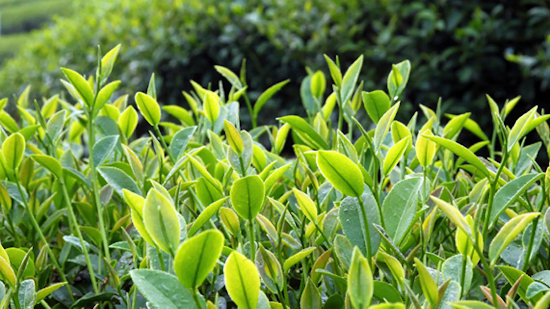 Piante nel giardino naturale