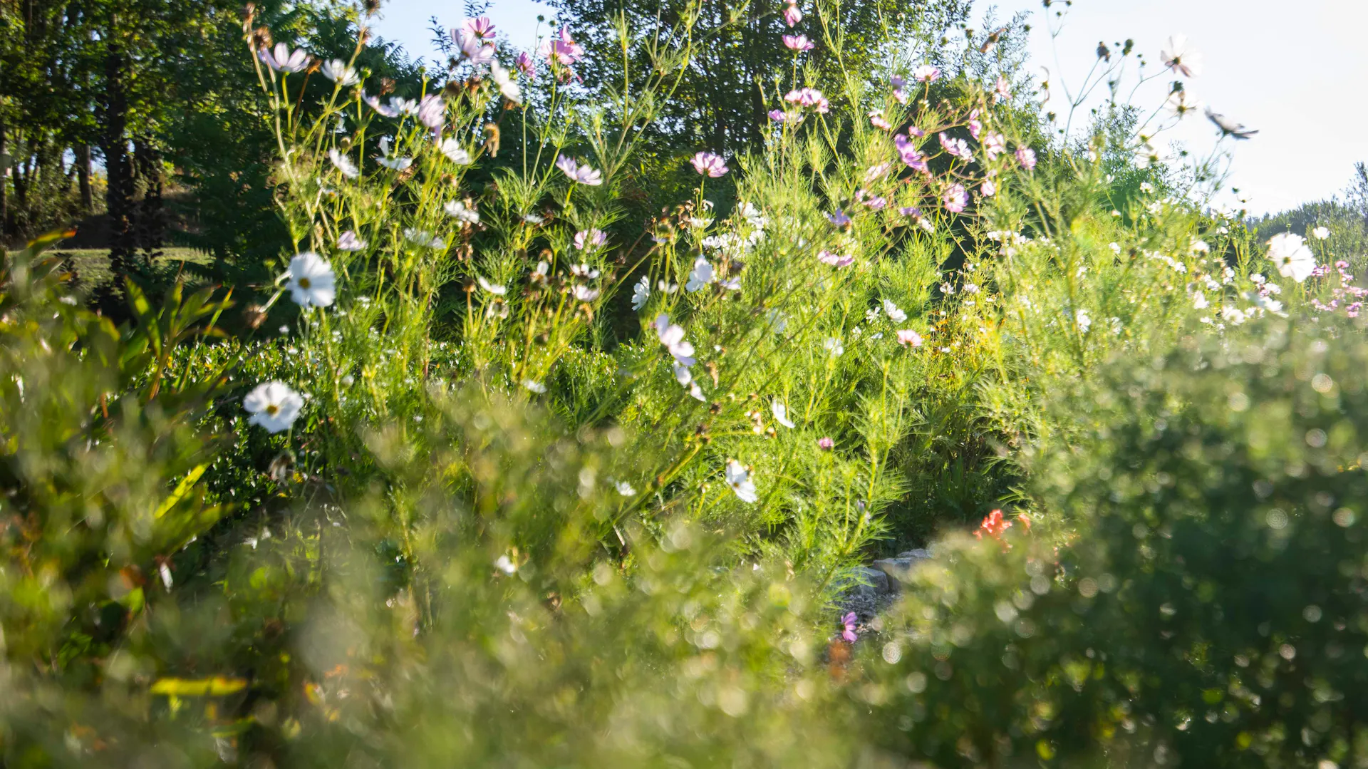 Naturnaher Garten mit Blumen