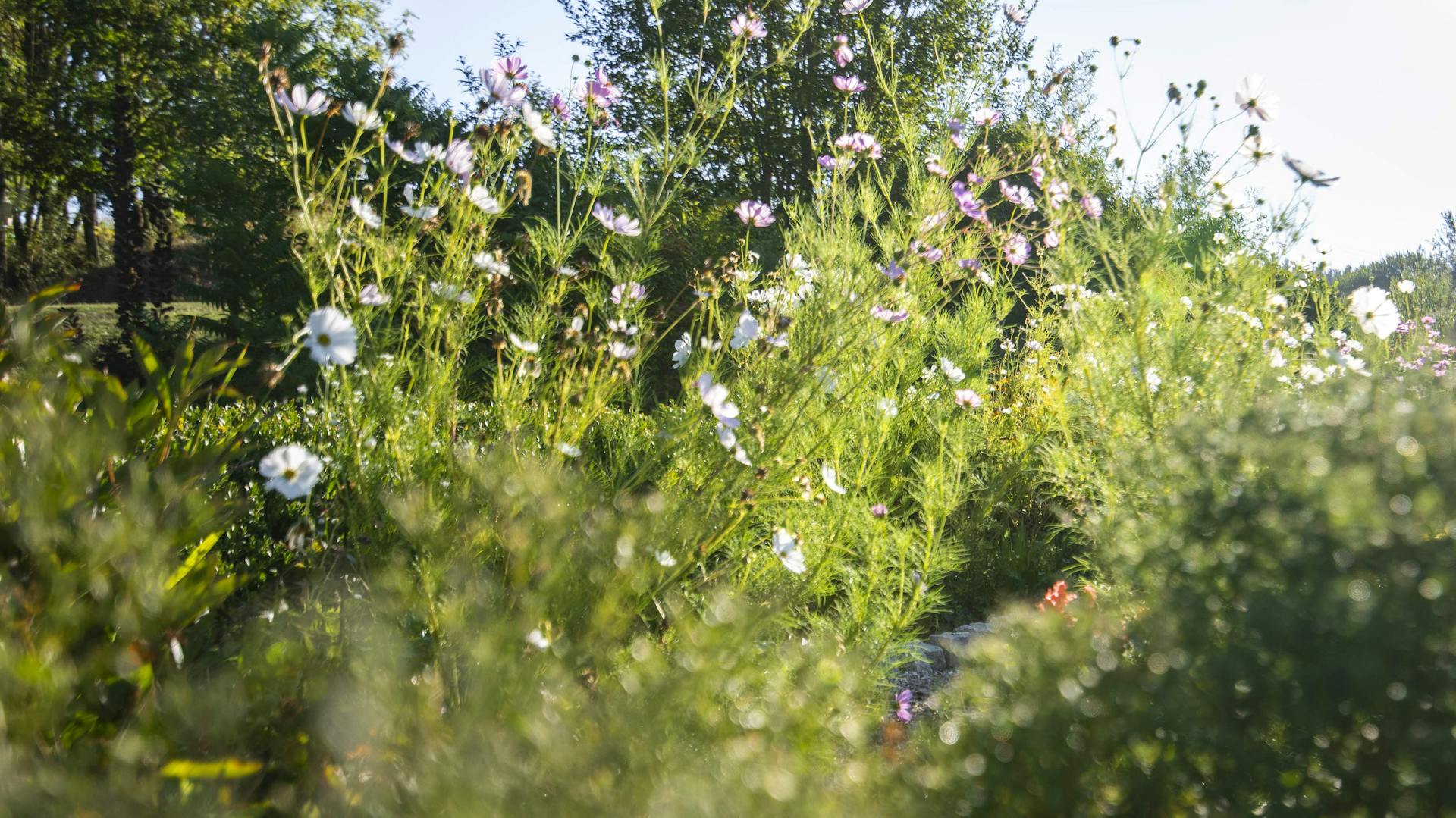 Natürlich gestalteter Garten mit Blumen