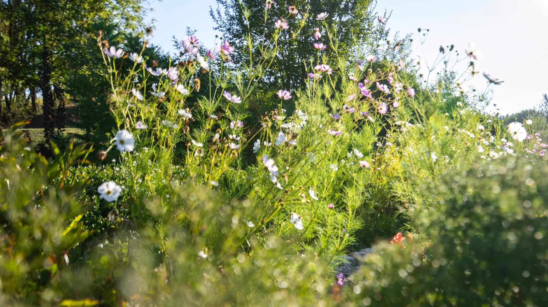 Naturnaher Garten mit Blumen
