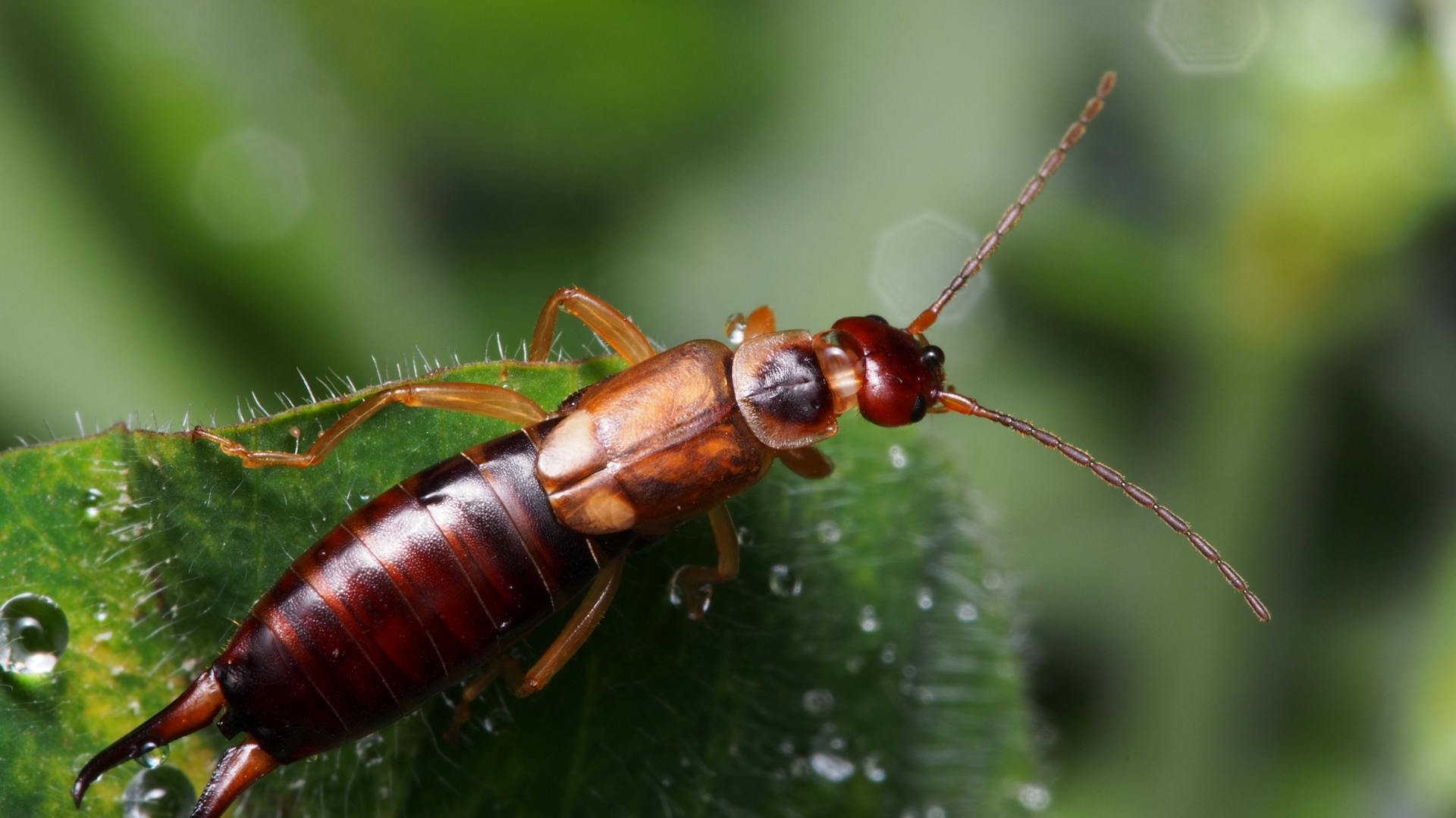Ohrwurm auf einem Blatt
