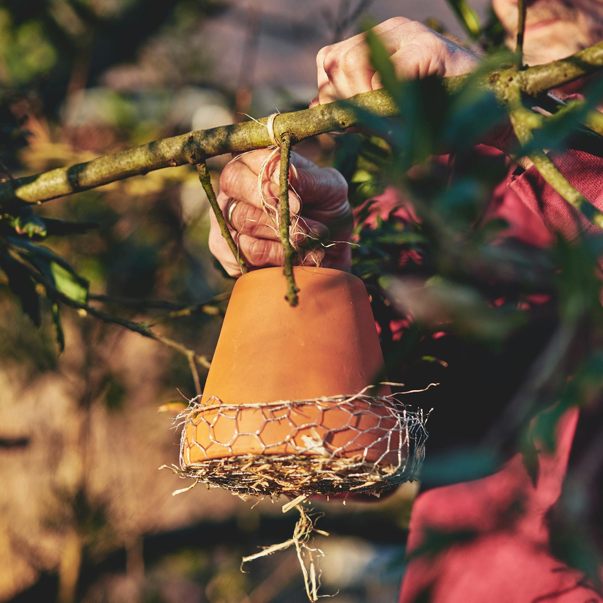 Ohrwurmhaus wird aufgehängt.