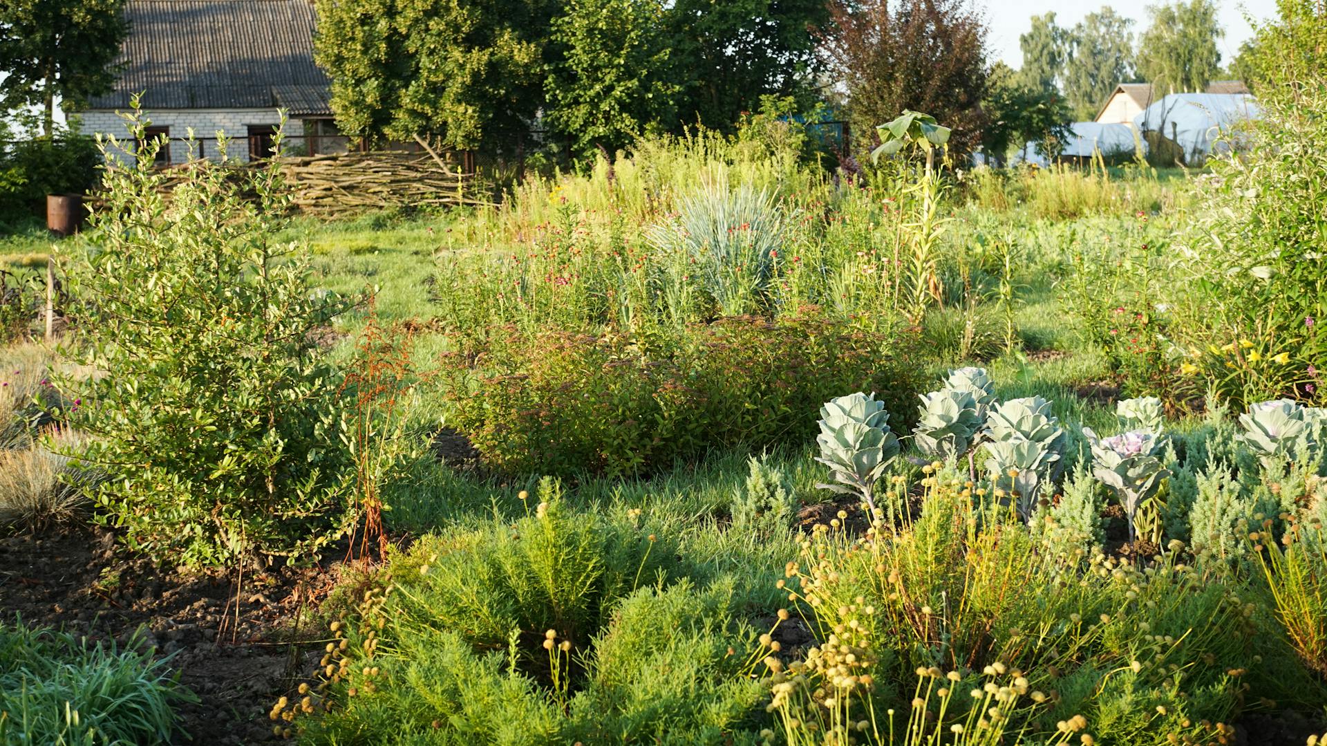 Beete einer Permakultur mit verschiedenen Pflanzen bewachsen.