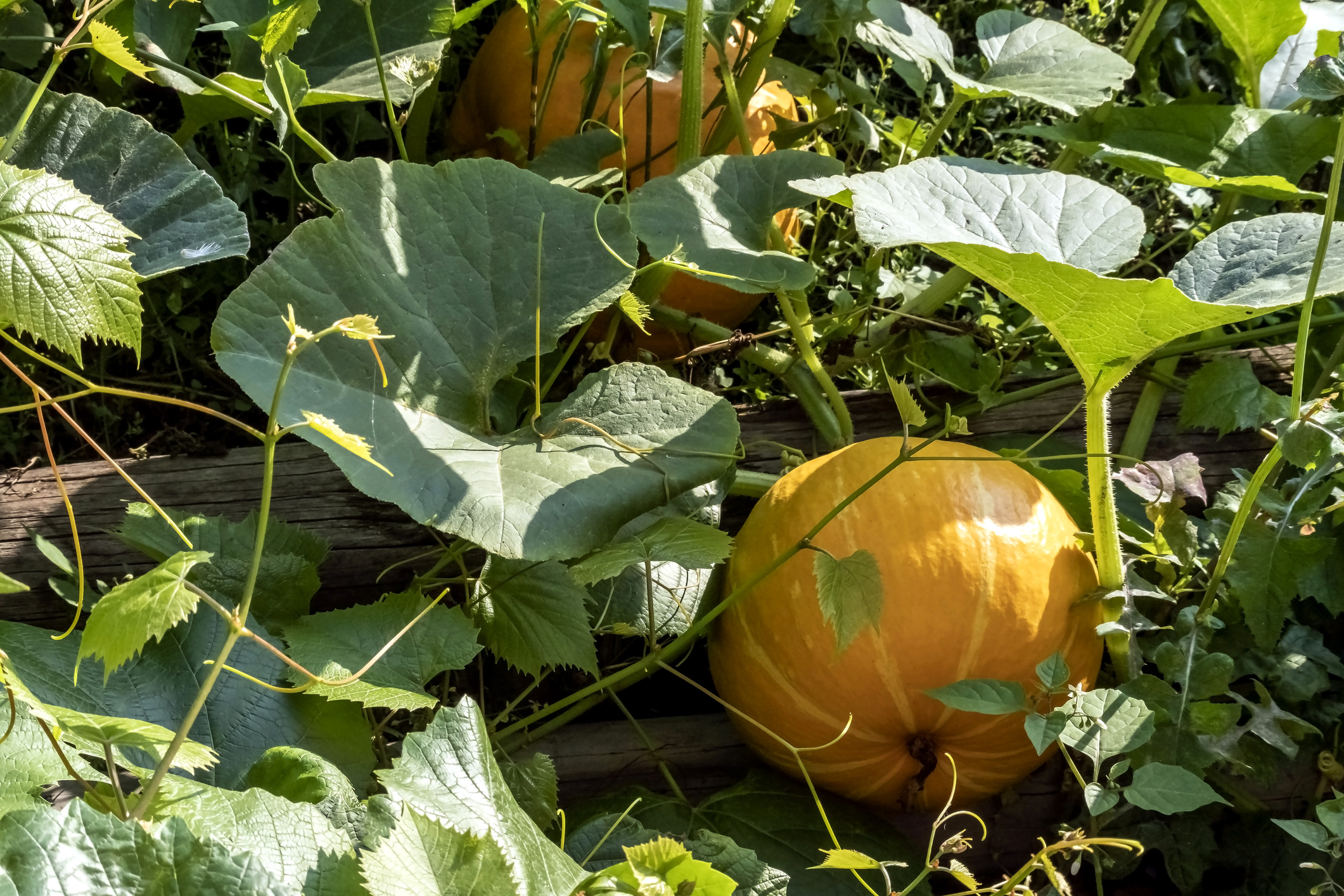 Zucca in una permacoltura