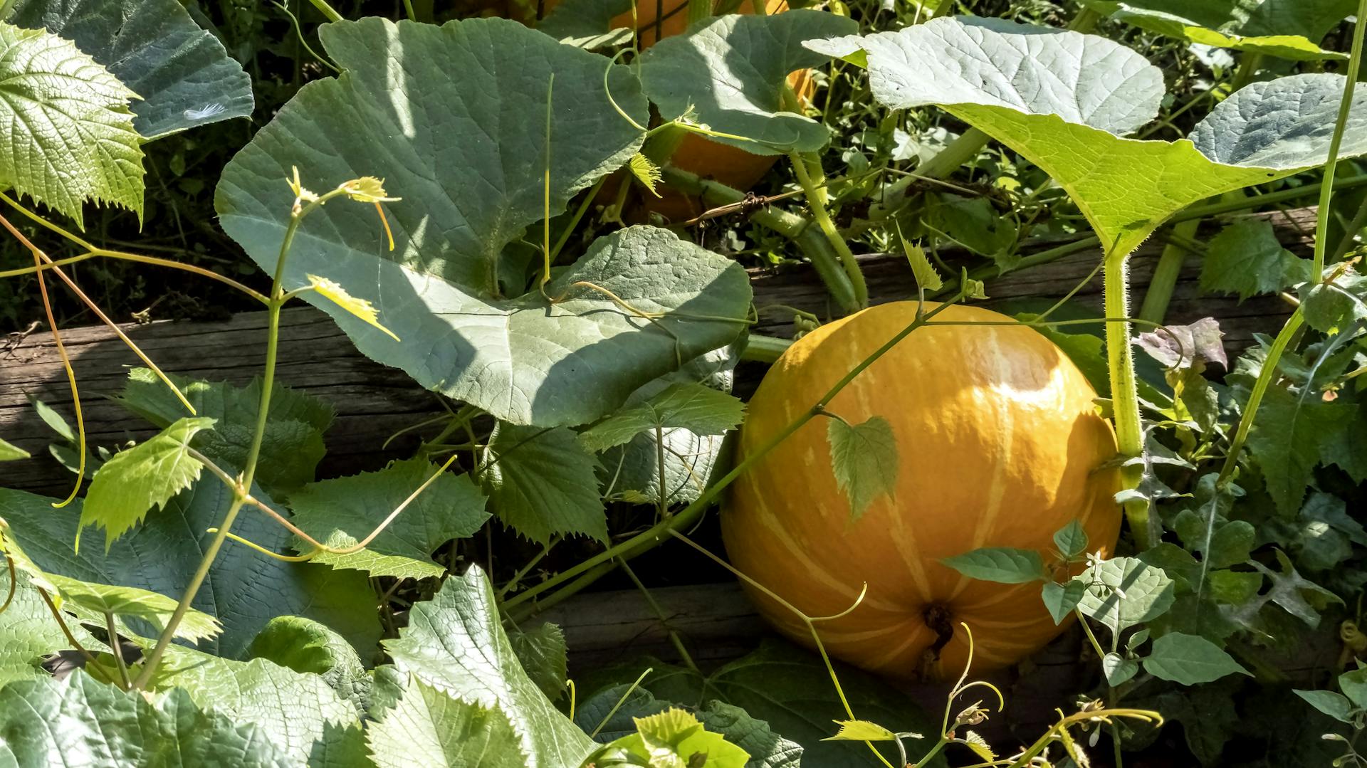 Kürbis in einer Permakultur