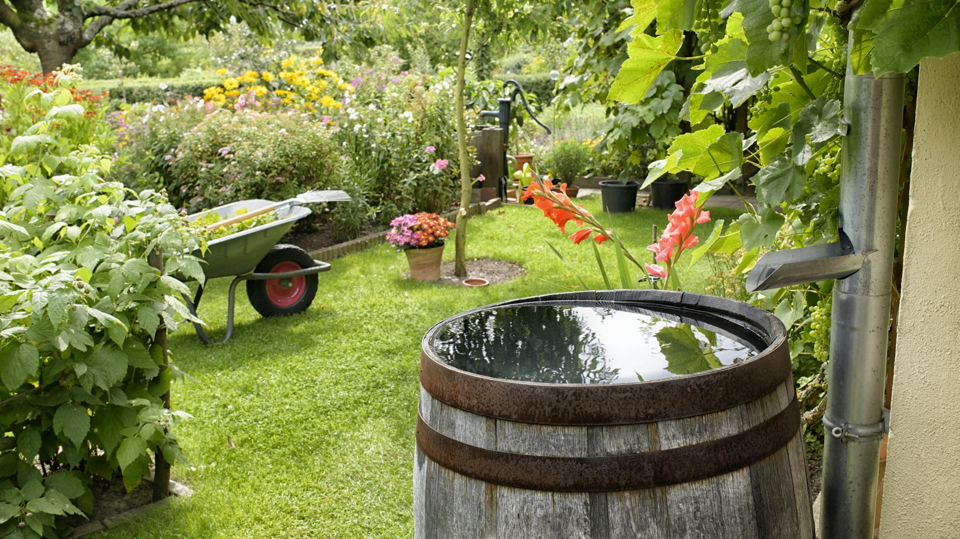 Regentonne mit Wasser