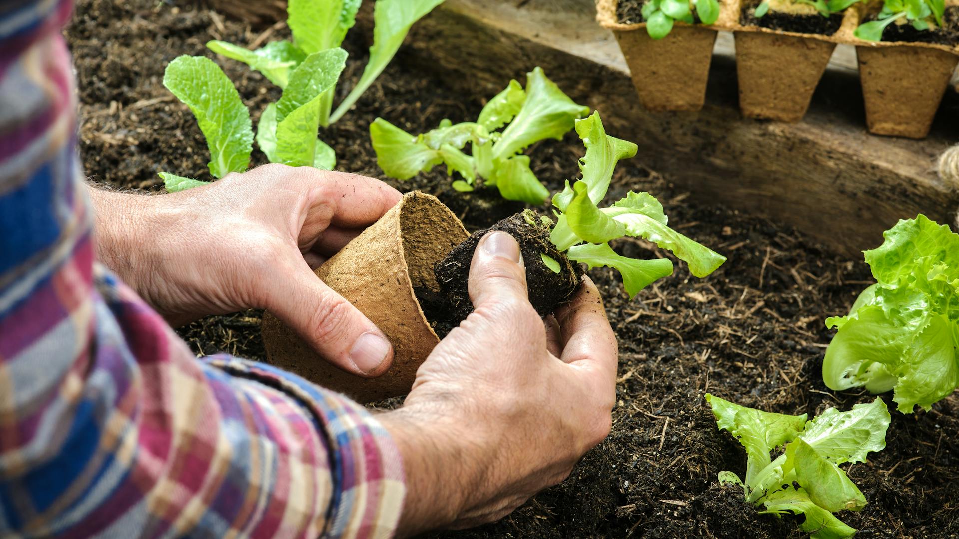 Plastikfrei Salat pflanzen
