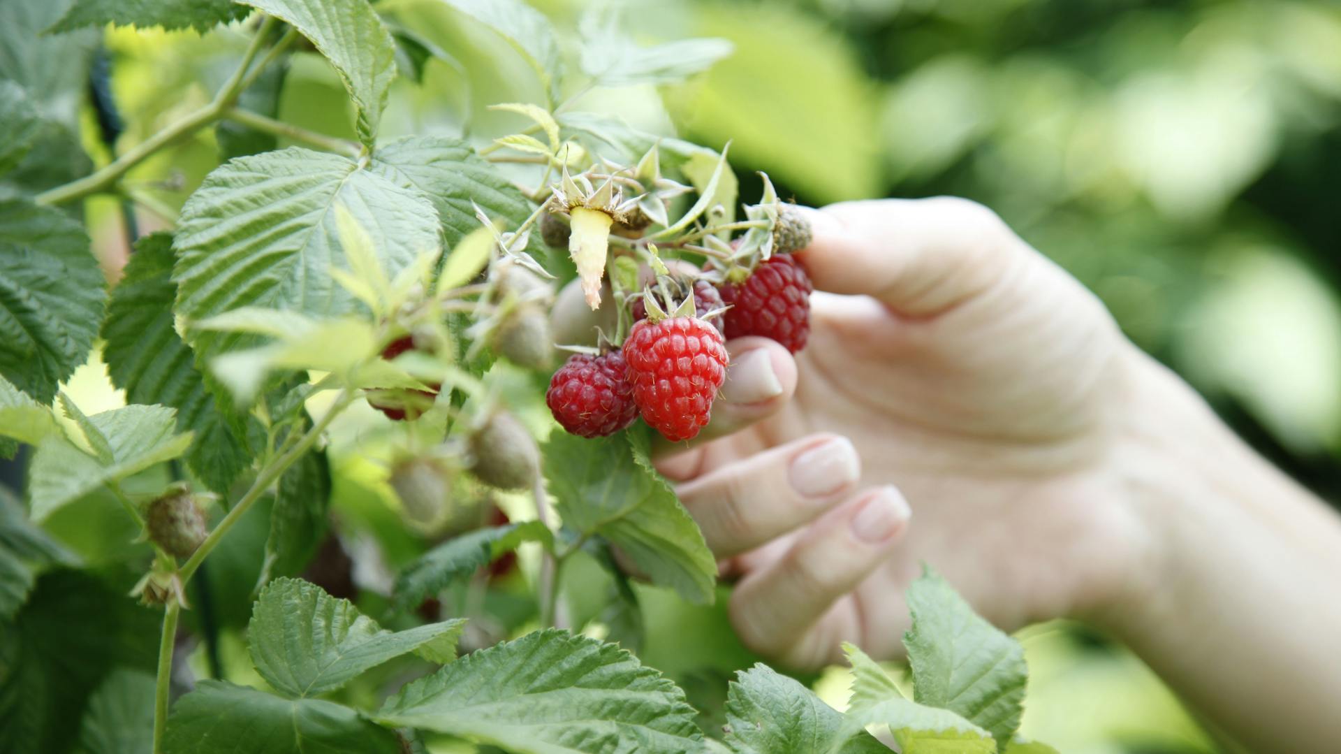 Jemand erntet Himbeeren.