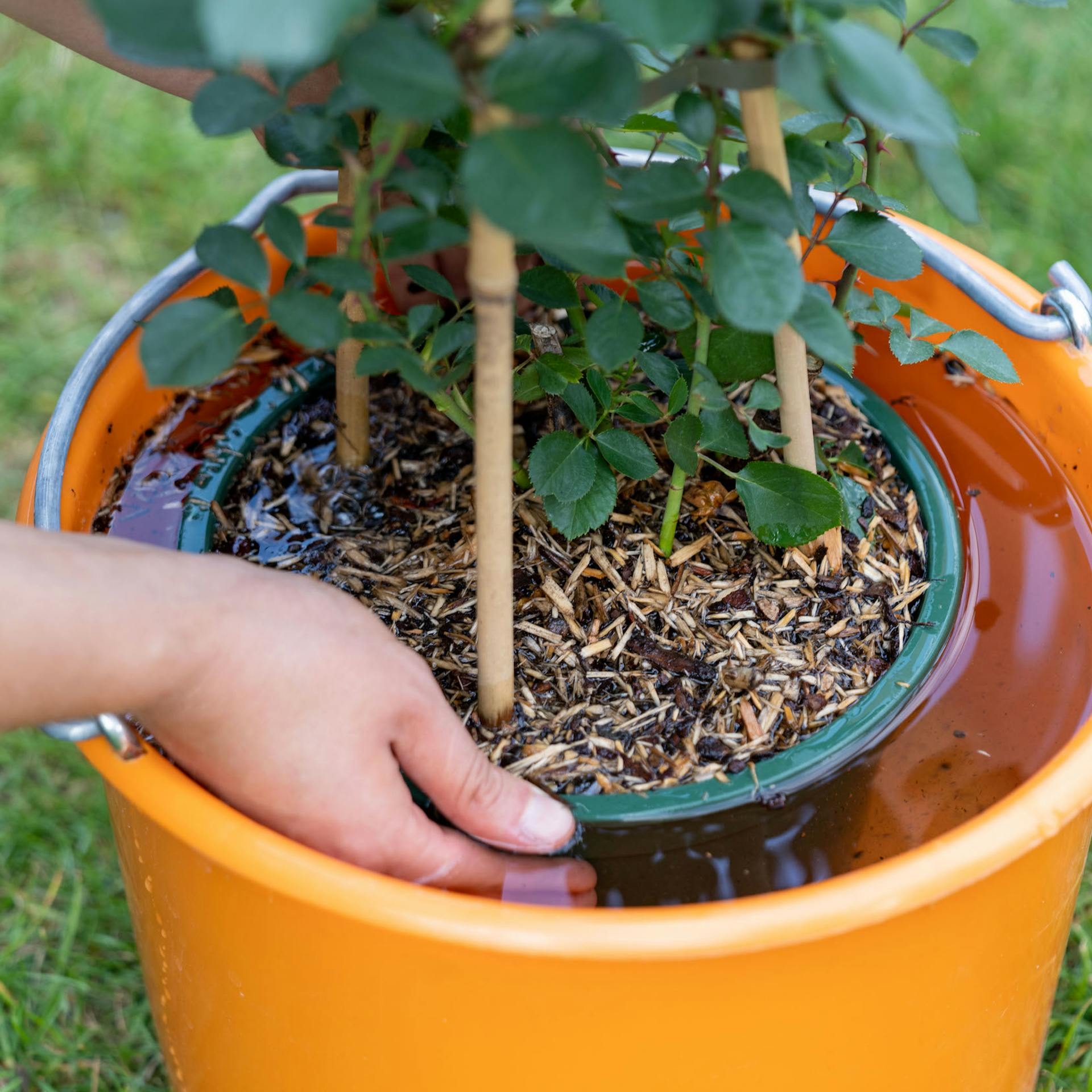 A személy egy vödör vízbe merít egy növényt.