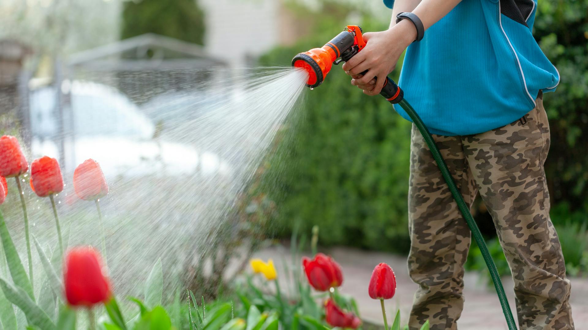 Person gießt Tulpen im Garten mit Wasserschlauch und Sprühkopf