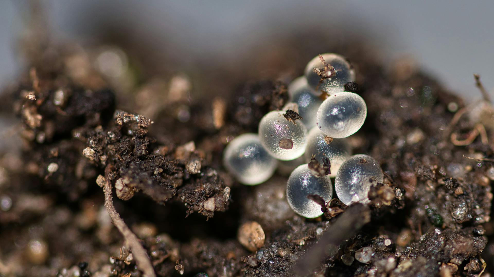 Uova di lumaca sul terreno