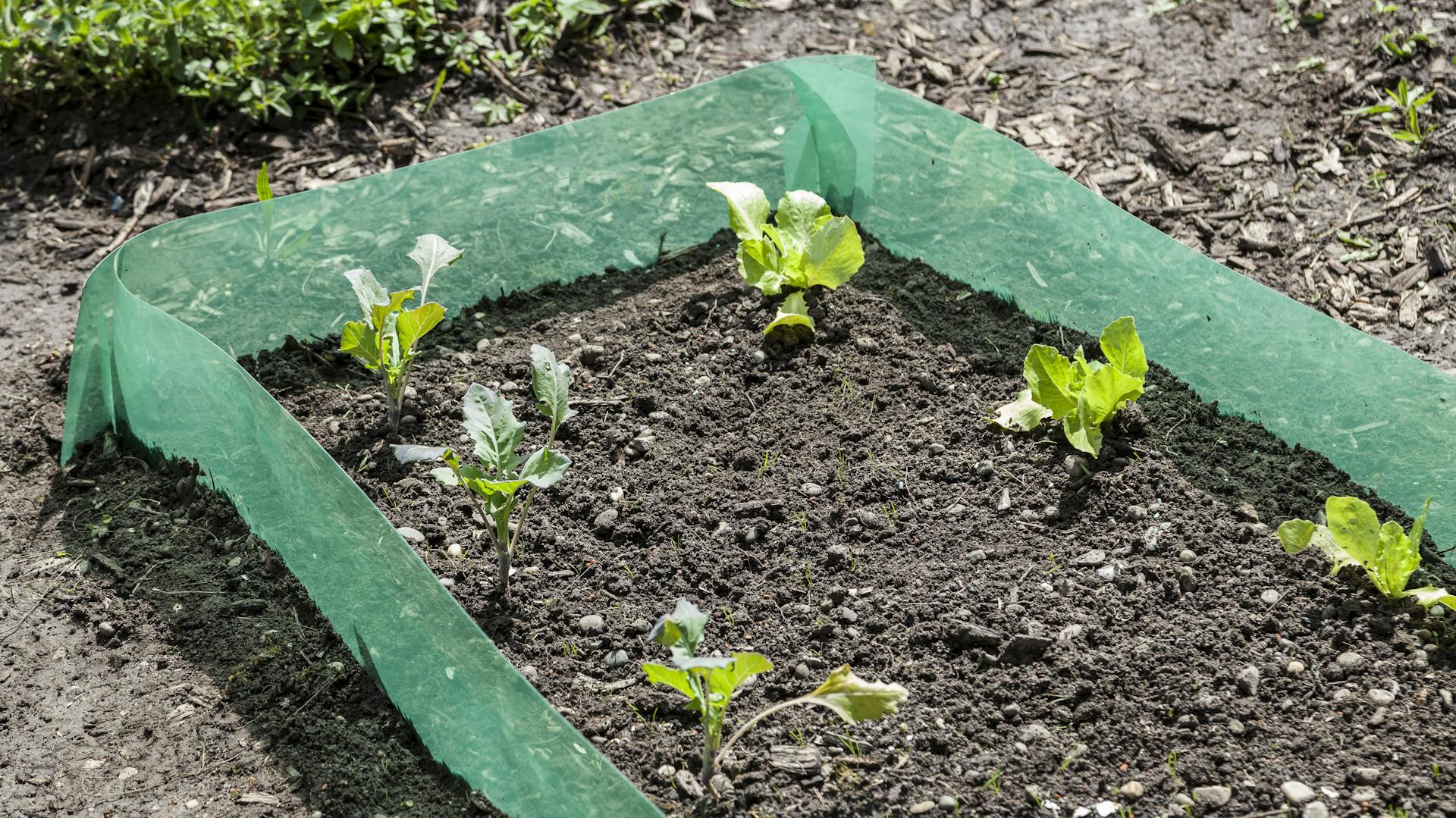 Schneckenzaun als Barriere für das Beet.