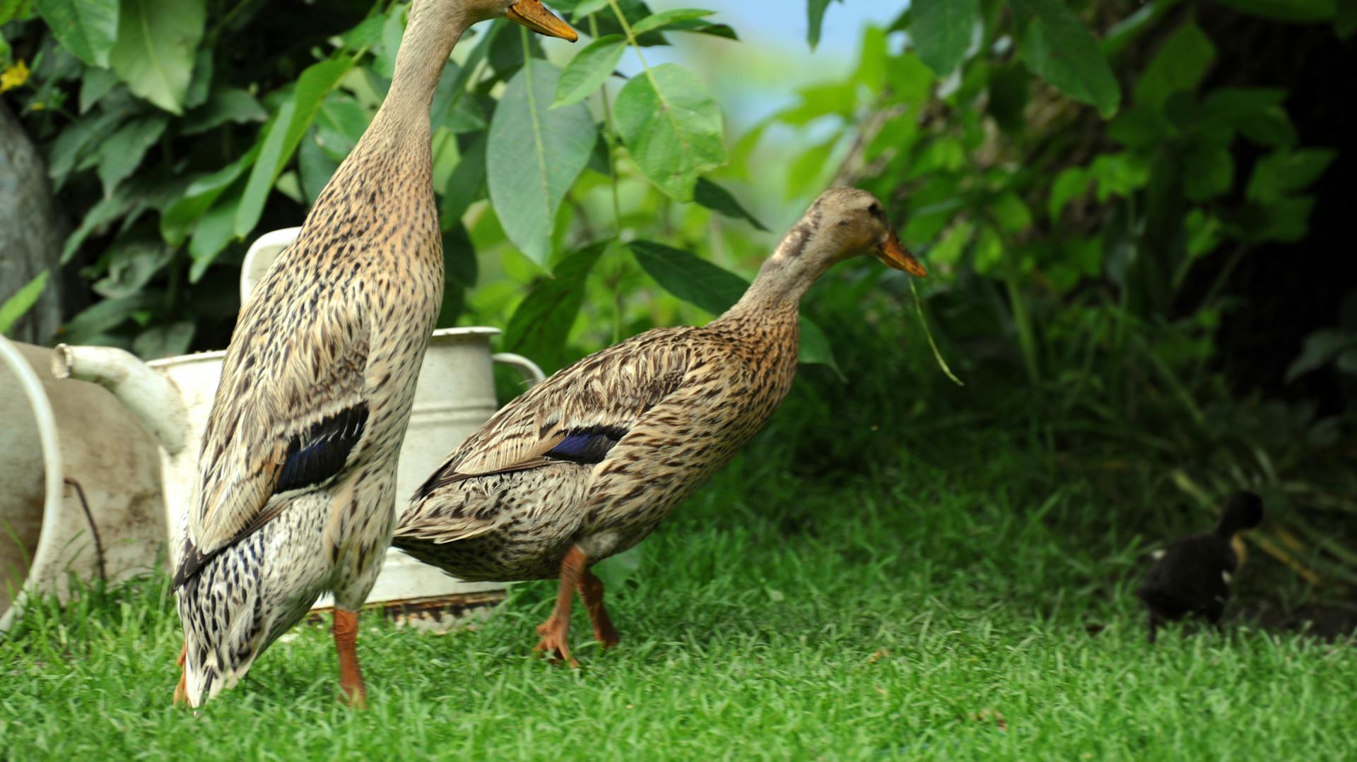 Combattere le lumache con le anatre