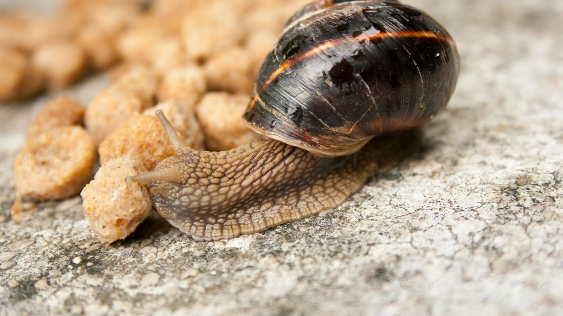 Una lumaca adescata con mangime secco