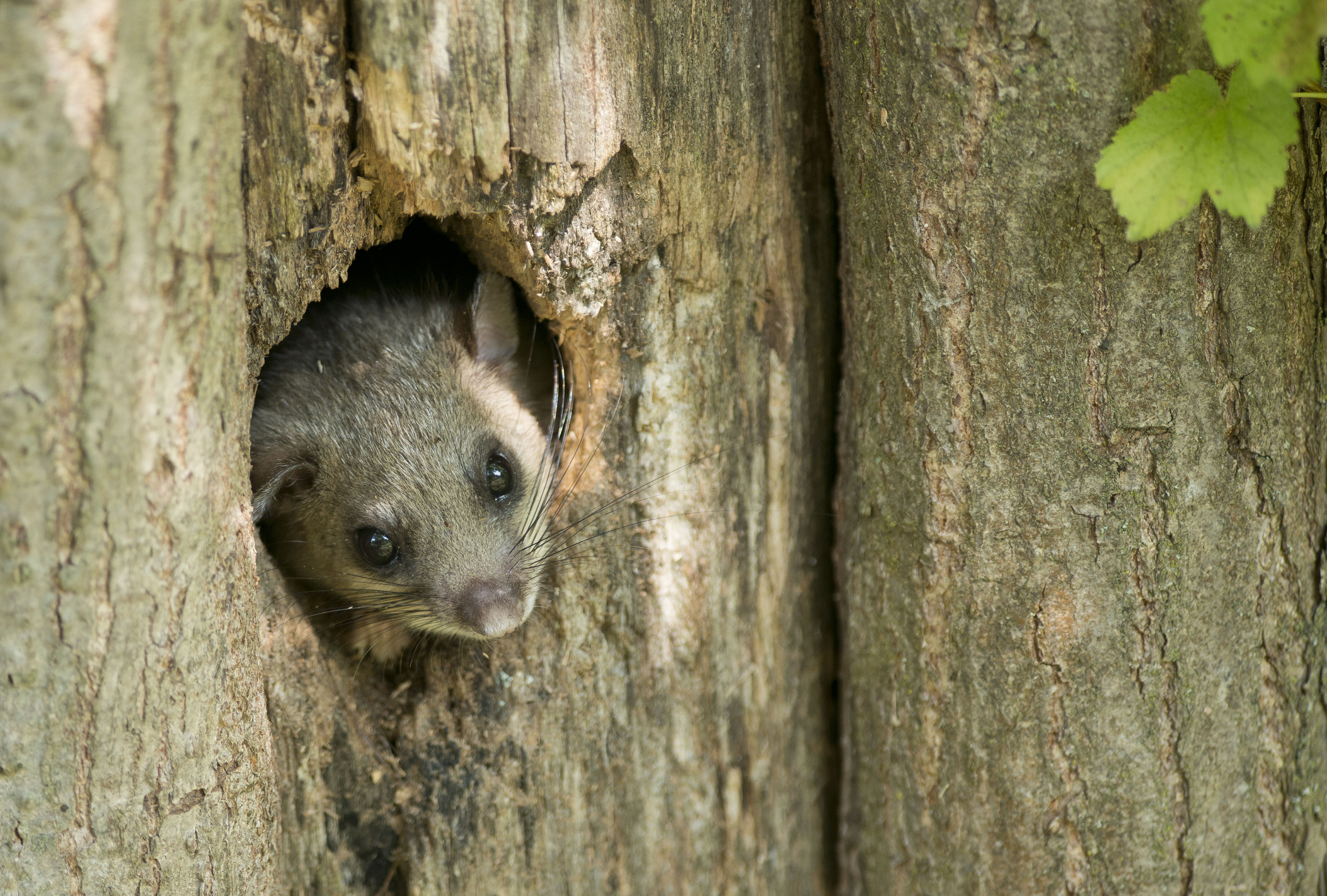 Siebenschläfer kleiner Nager mit großen Augen OBI