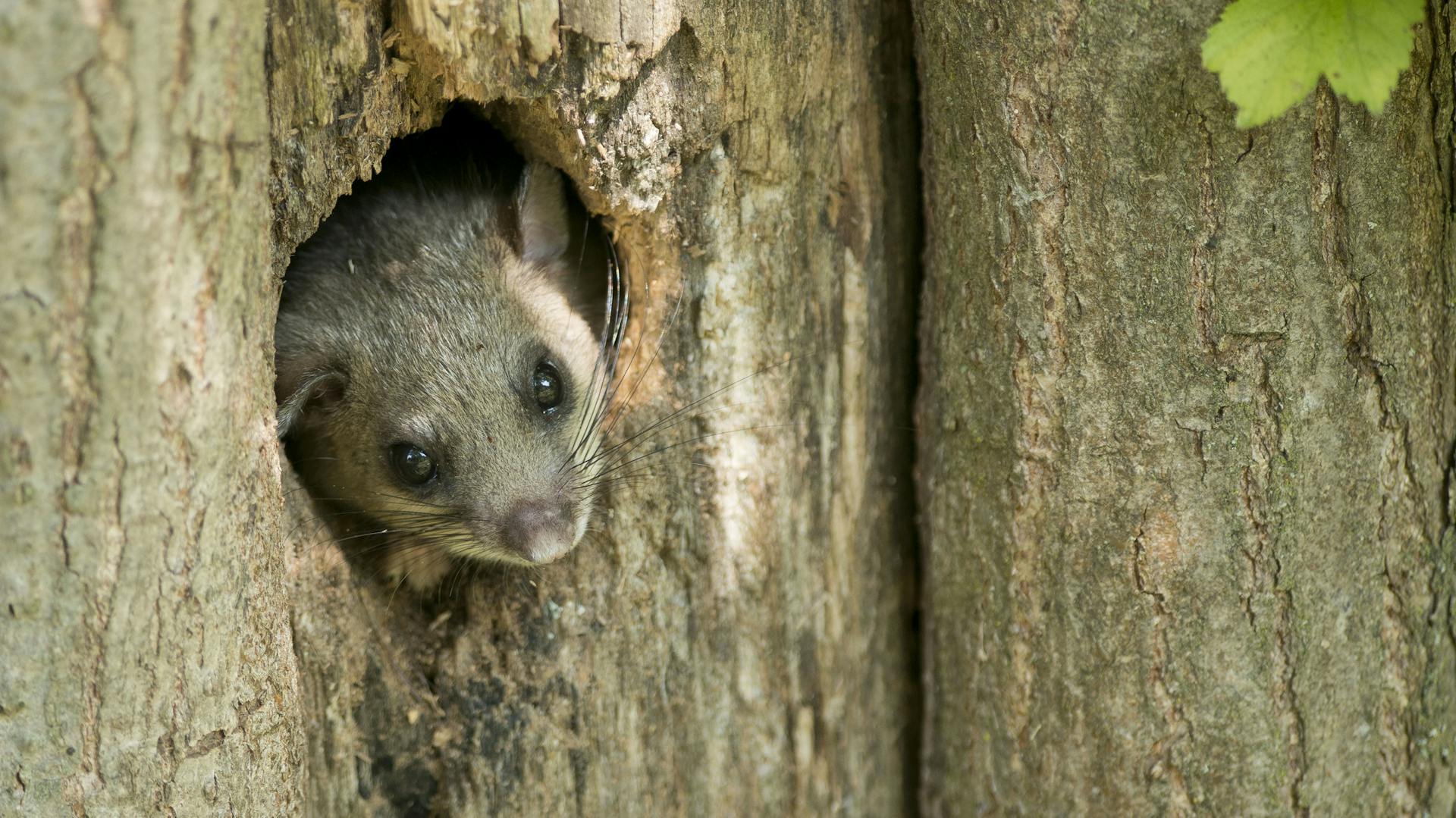Siebenschläfer im Baum