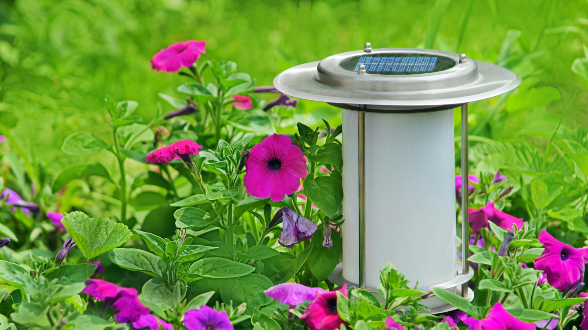 Un fiore viola con una luce solare a LED.