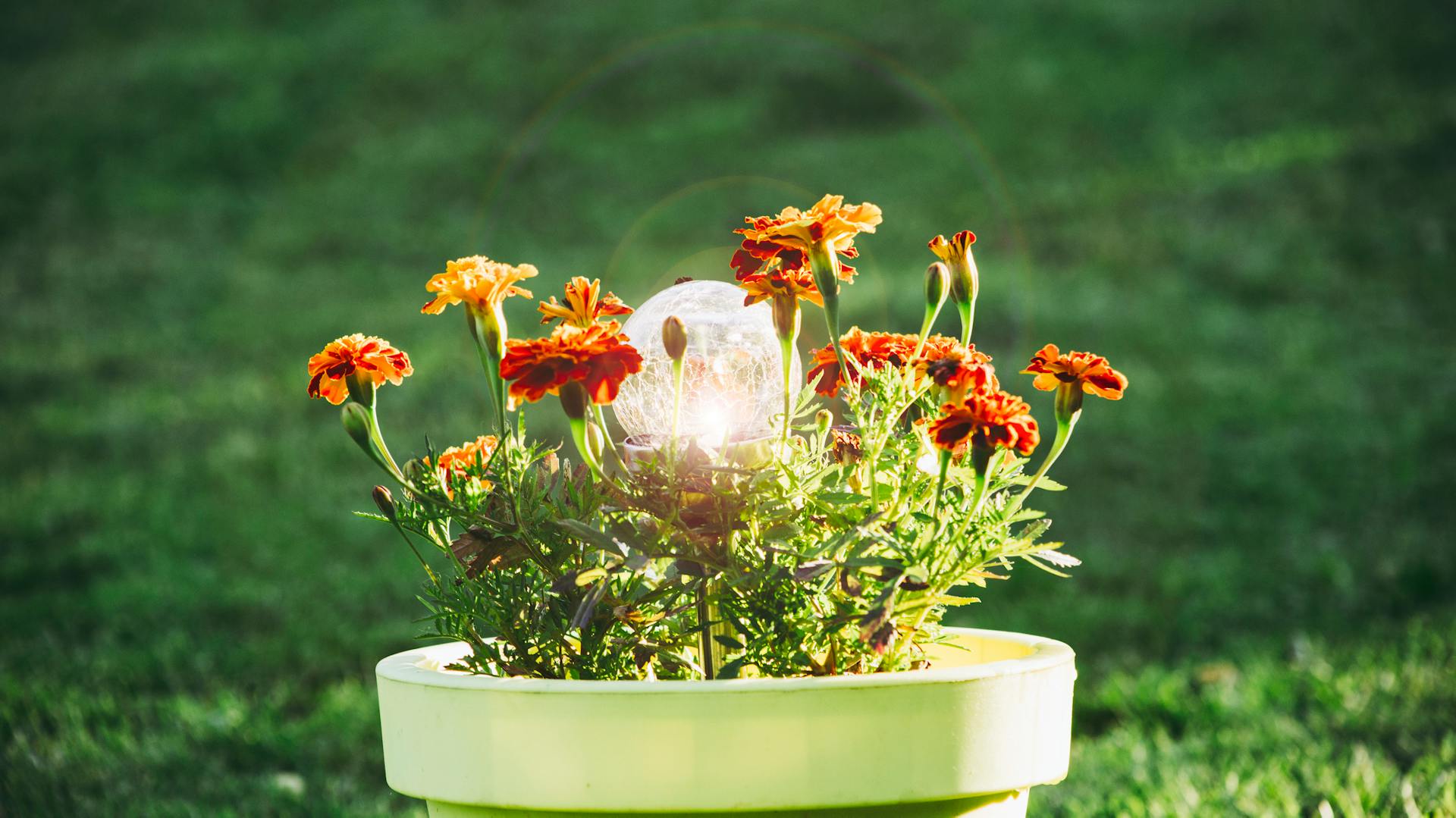 Una luce solare in un vaso di fiori.