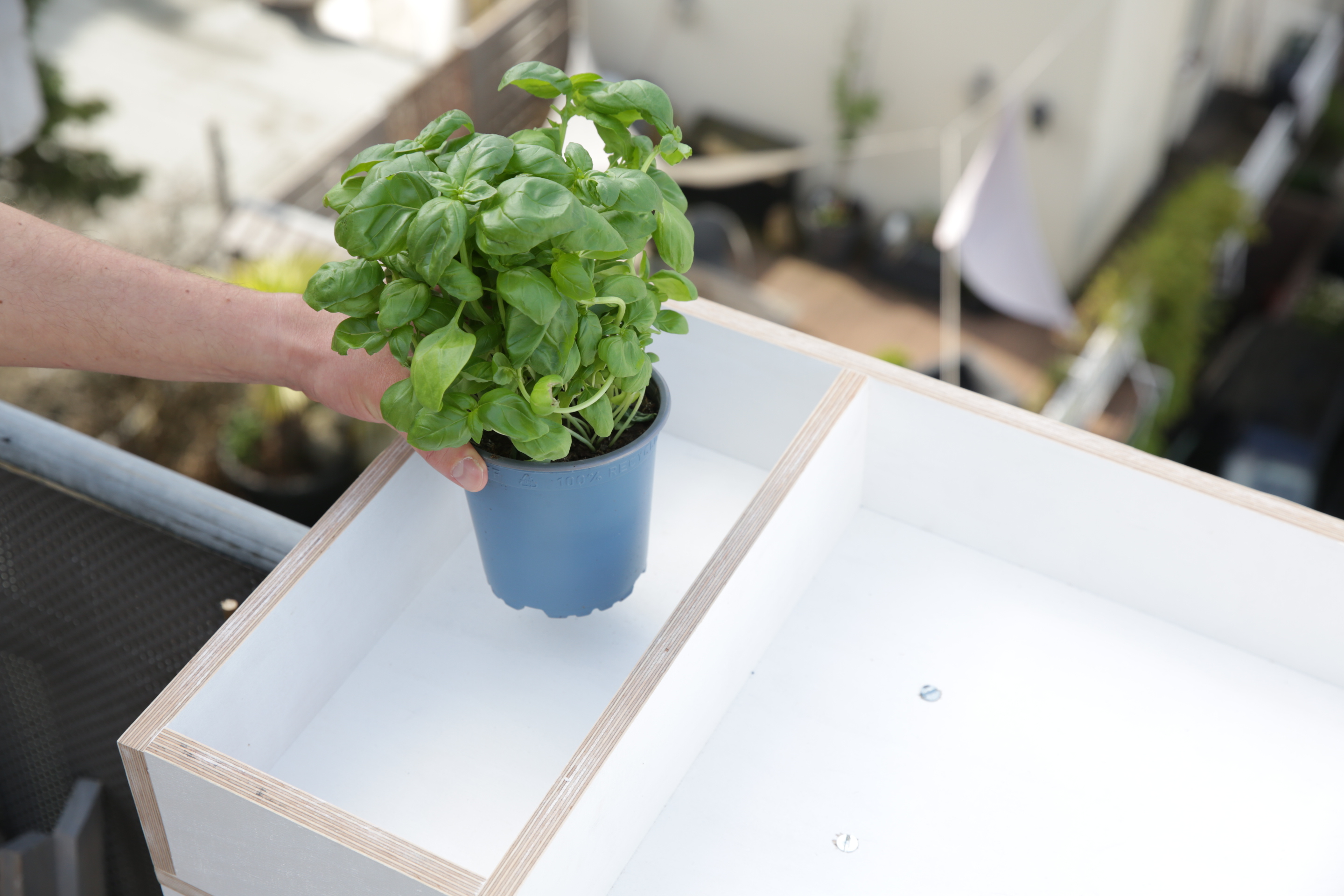 Ruka položí bazalku na balkónový bar