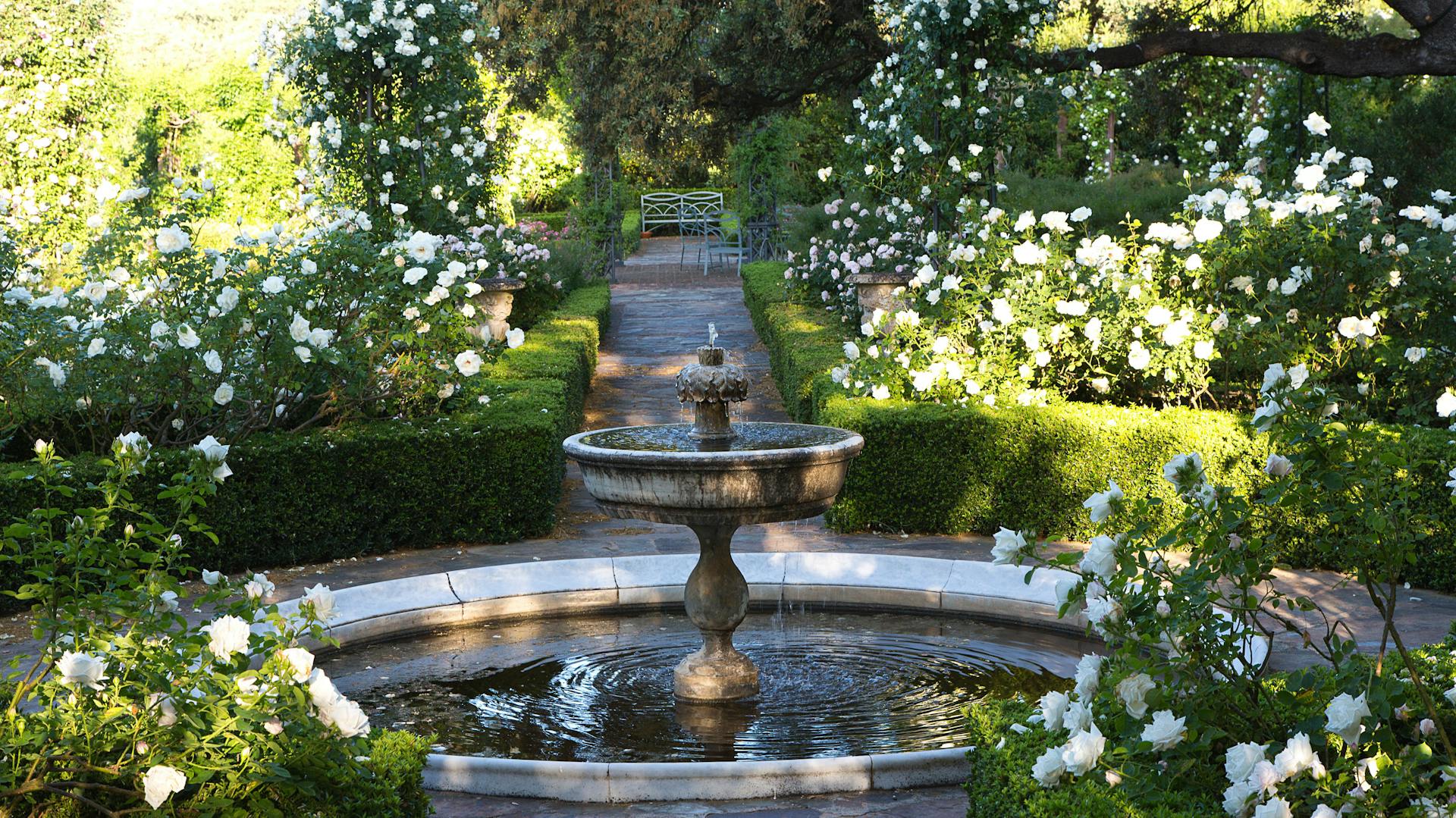 Ein alt wirkender Springbrunnen in einem großen Garten mit weißen Rosen