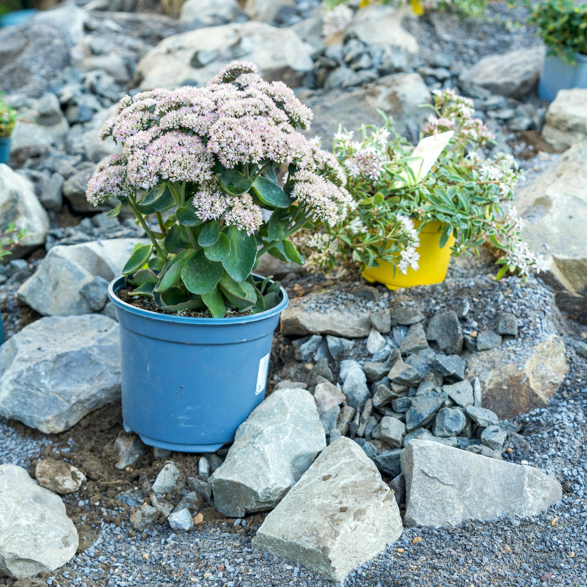 Rastliny v kvetináčoch stoja na skalke