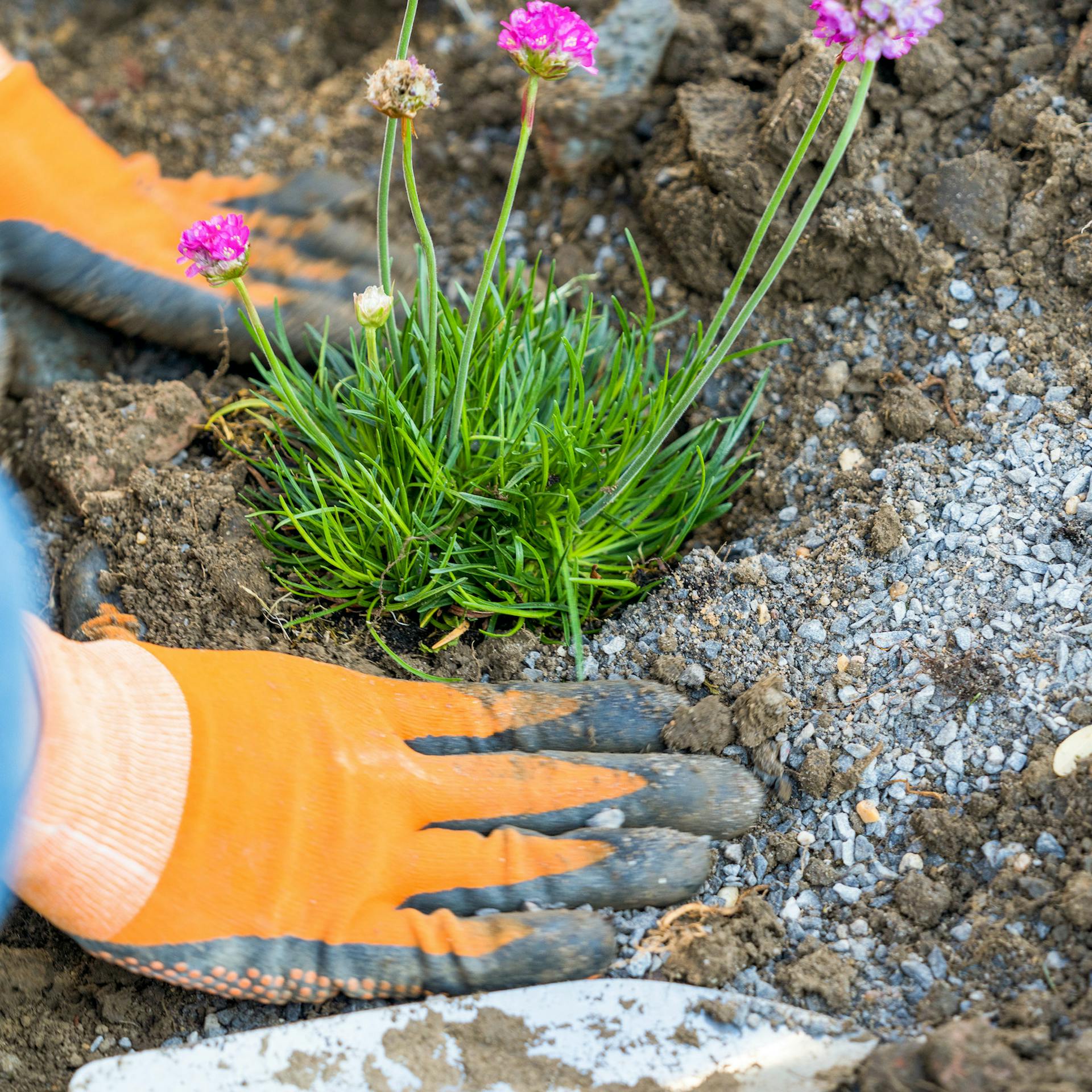 Ruky pokrývajú rastlinu v skalke pôdou a drvinou.