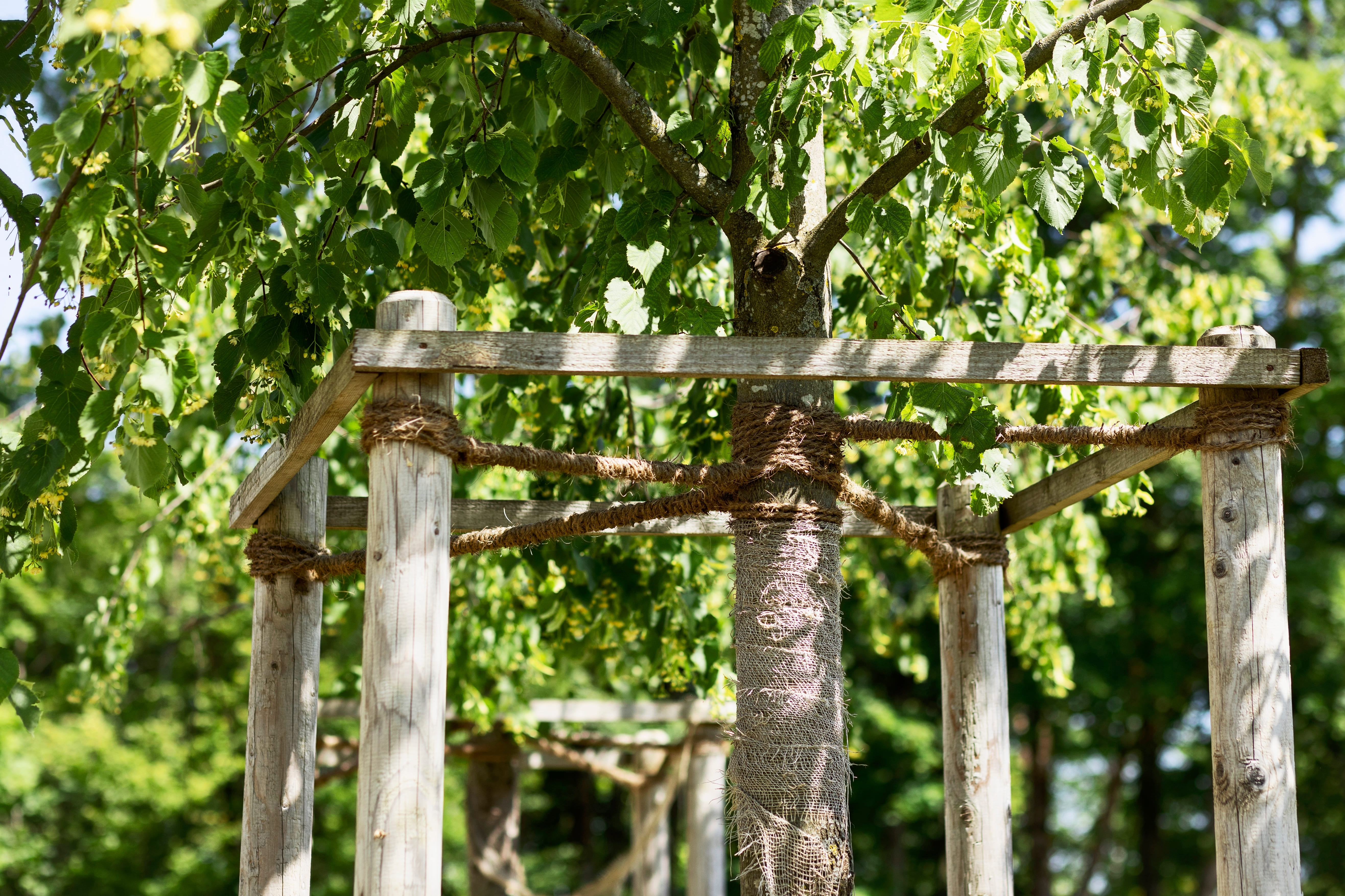 Baum mit Seilen gegen Sturm gesichert