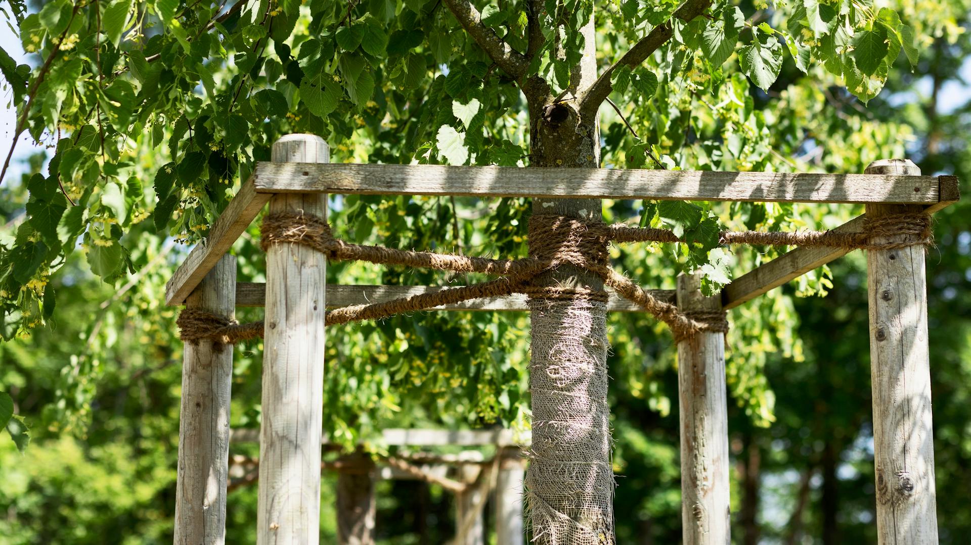 Baum mit Seilen gegen Sturm gesichert