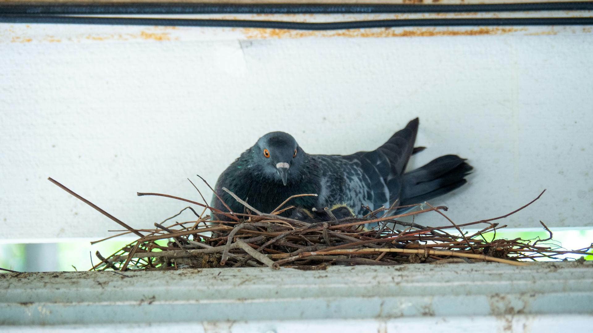 Galamb egy fészekben hullámtető alatt.