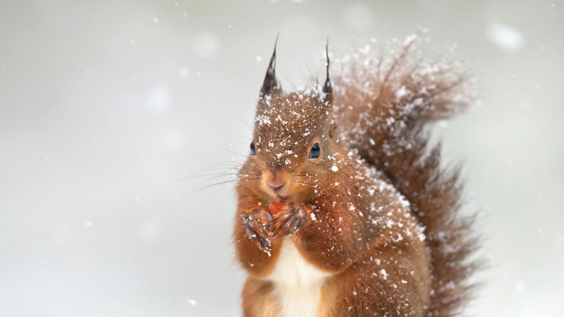 Eichhörnchen im Schnee
