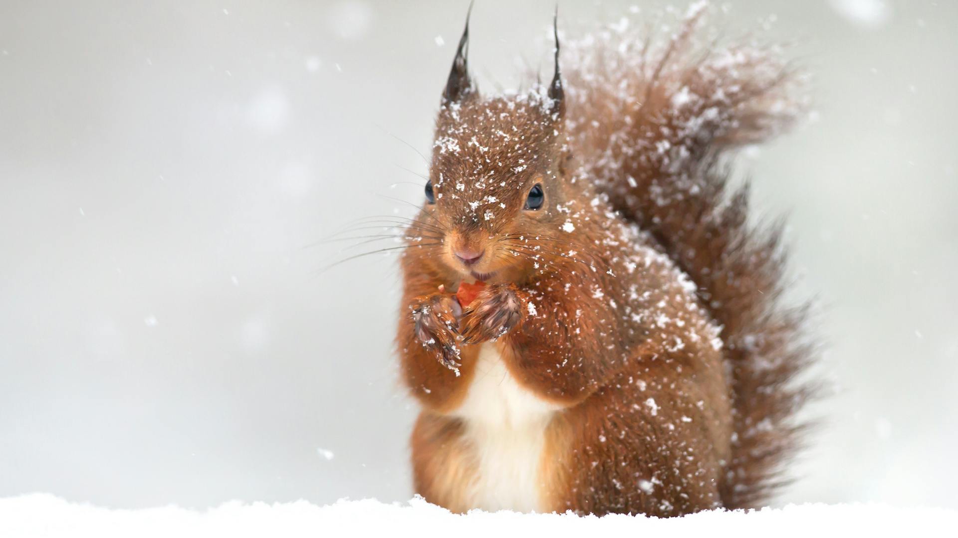 Eichhörnchen im Schnee