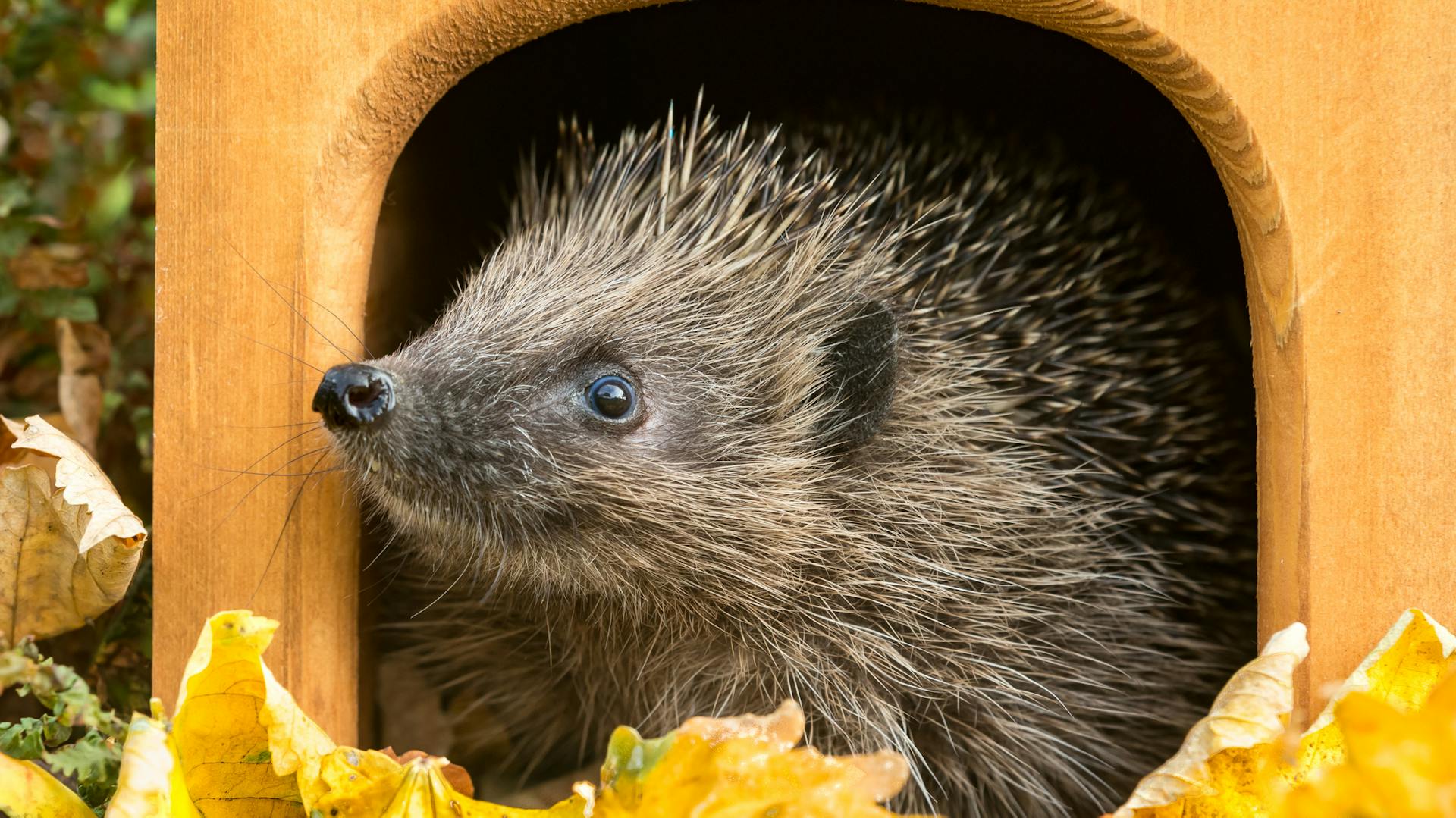 Il riccio guarda fuori dalla casetta per ricci gialla con foglie.
