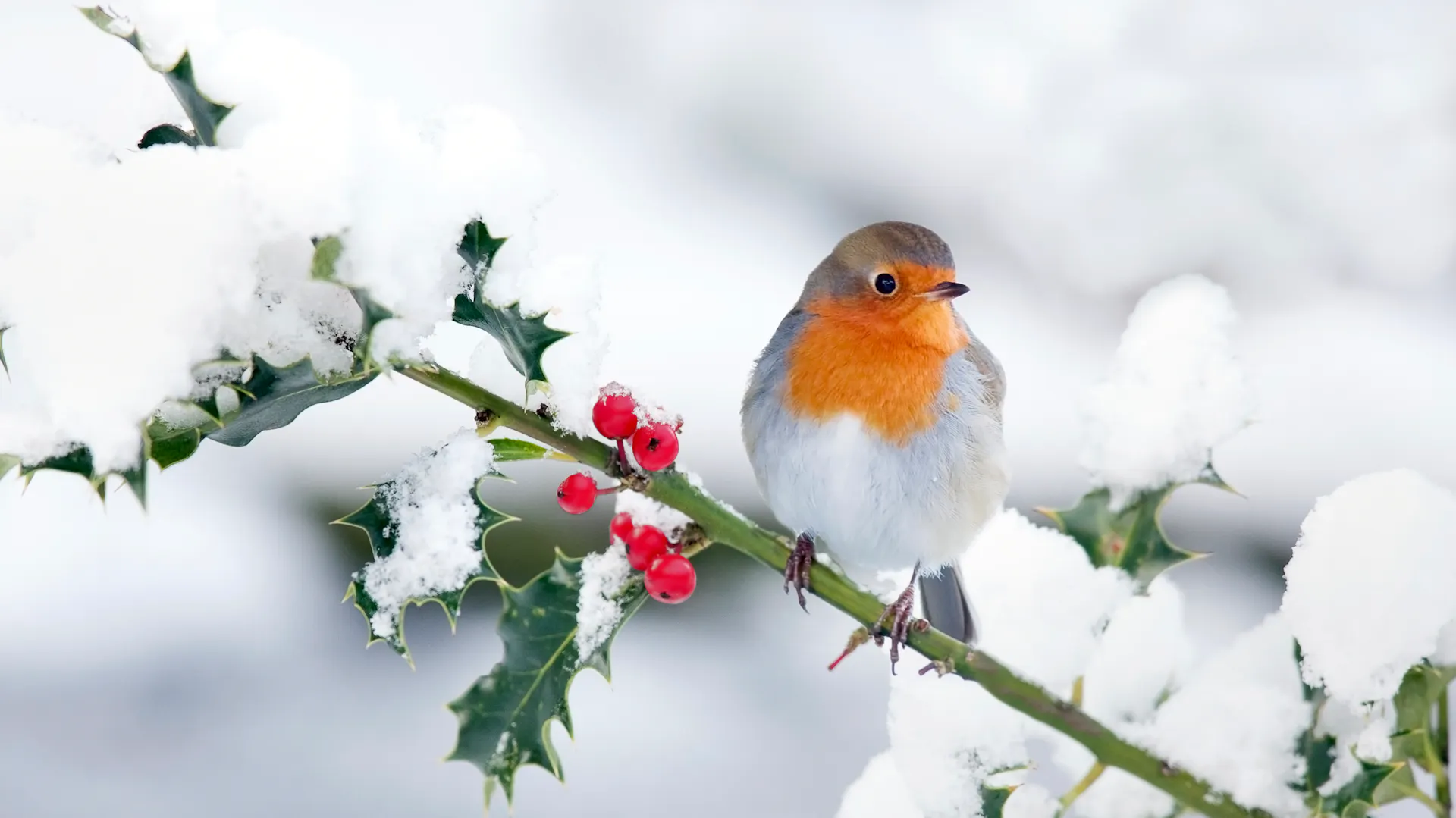 Un pettirosso è seduto su un ramo di agrifoglio ricoperto di neve e con bacche rosse.