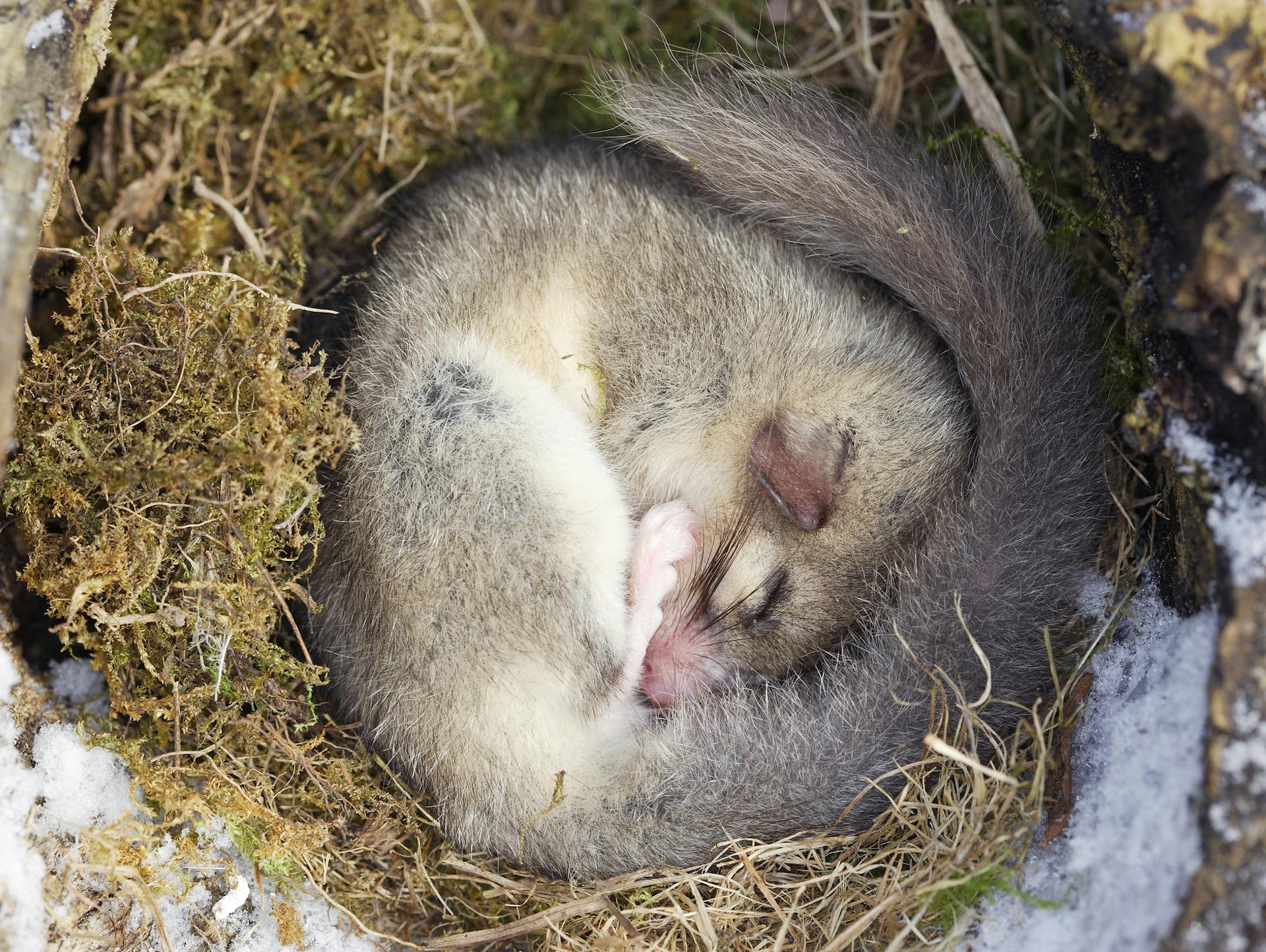 Ghiro raggomitolato sul muschio in letargo